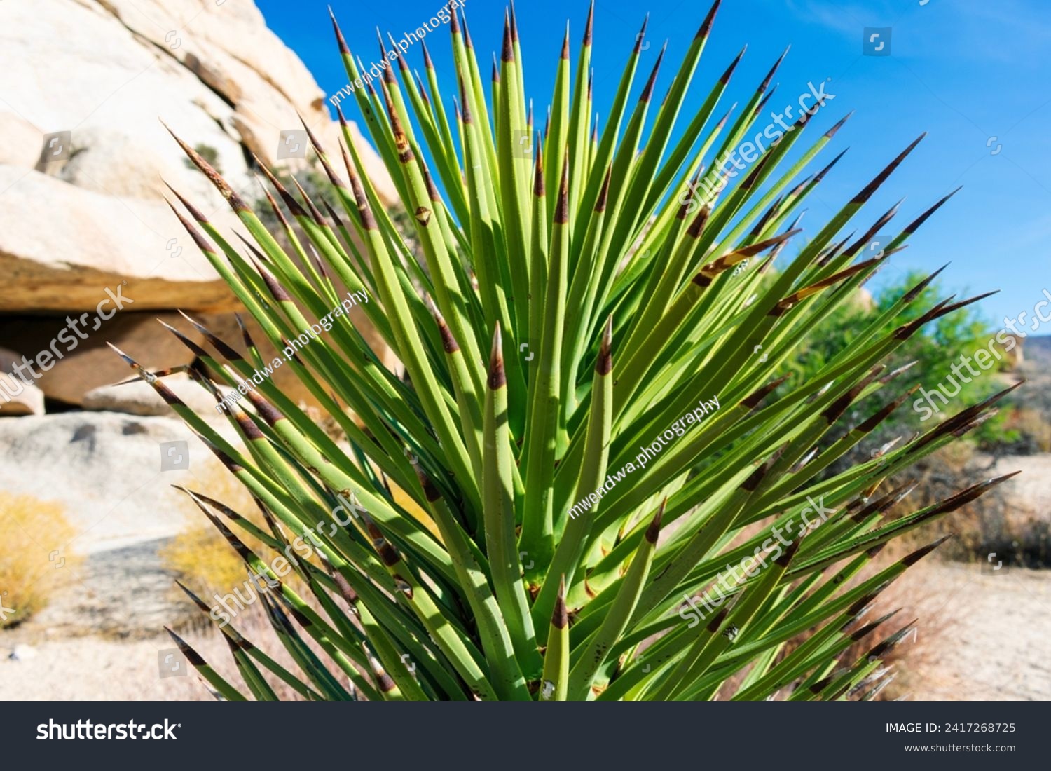 Spikey Aloe Plant in Joshua Tree #2417268725
