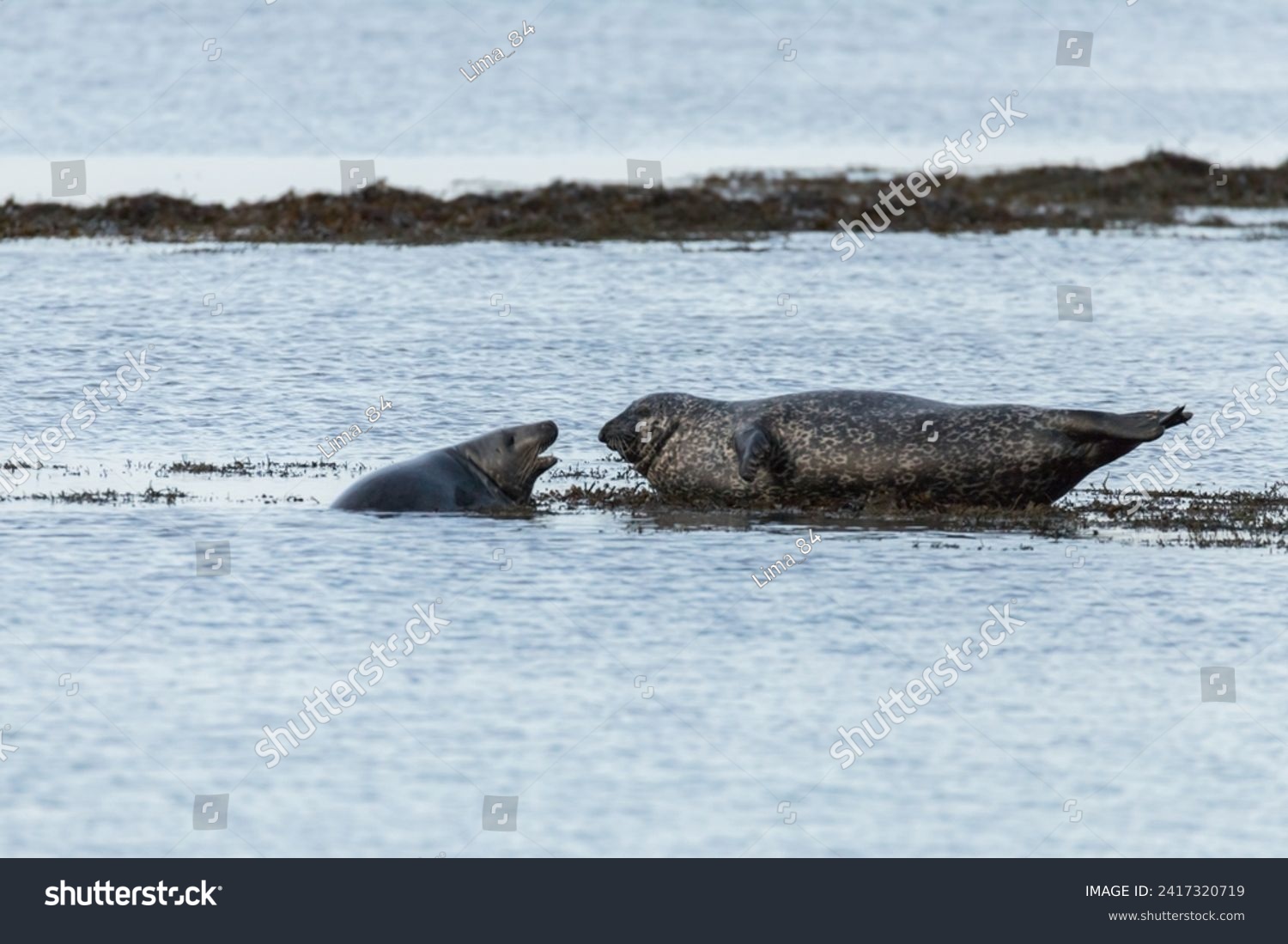 Interaction between two males of the grey seal (Halichoerus grypus) #2417320719