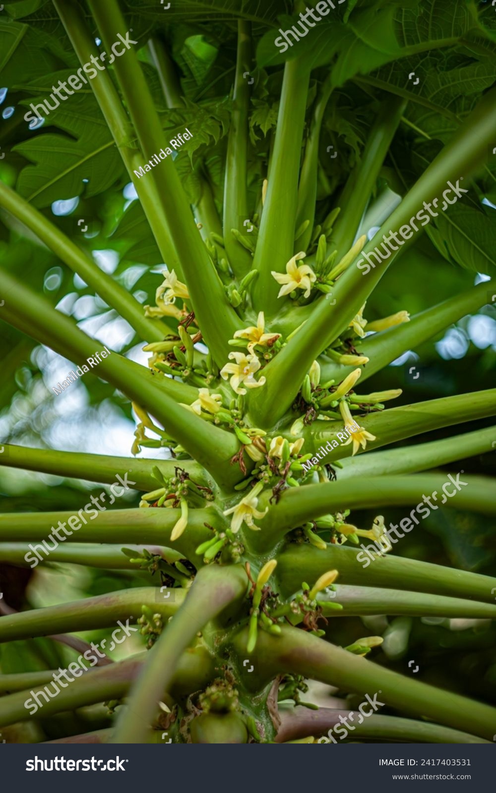 Yellow flowers of Carica papaya, known as Papaya, Pawpaw, Papaw, Melon-tree, Mamon, Tree melon, Pepaya, Mamoeiro-femea, Kapayas, Kates, Betik, Kates Grendel, Lechosa, Gwanda or Gedang. #2417403531