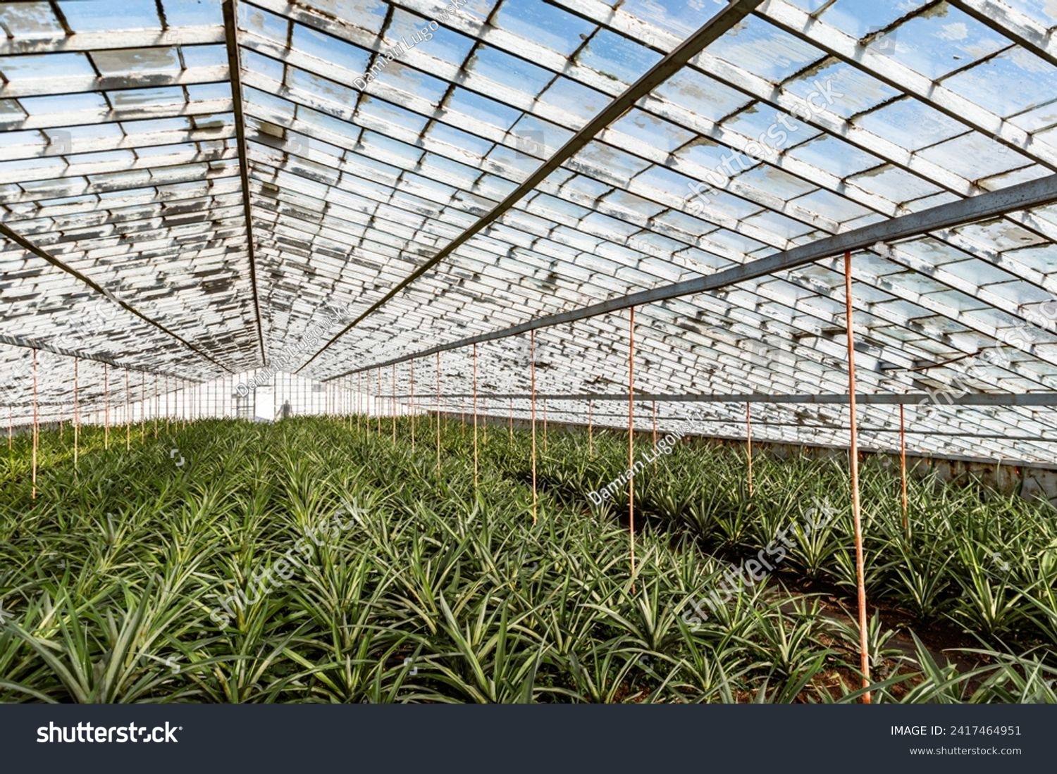 Inside glass greenhouse with rows of organic pineapples. Traditional pineapple plantation on Sao Miguel island, Azores, Portugal #2417464951
