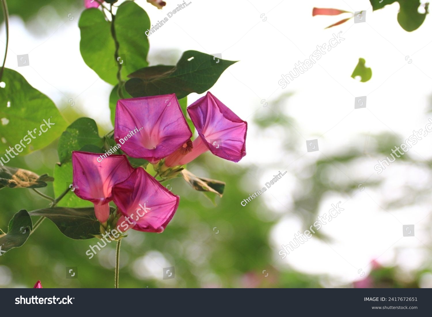 Some pink Morning Glory (Ipomoea carnea) in the garden with blurry background. #2417672651