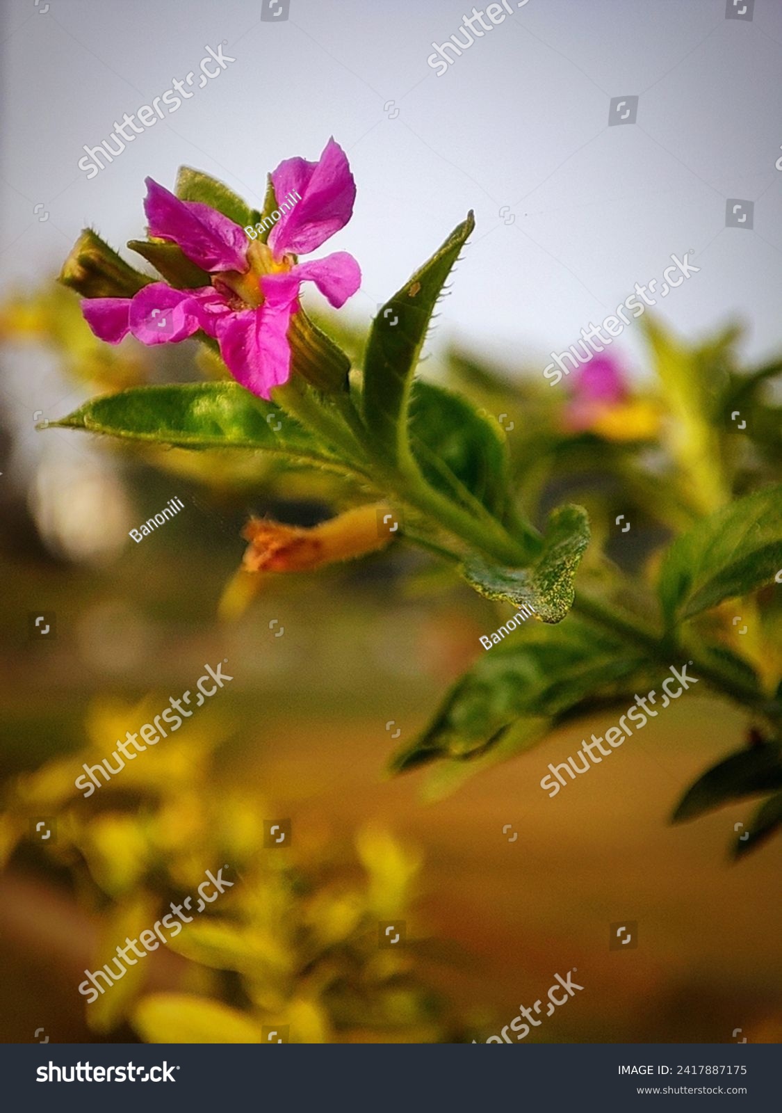 Purple flower of Cuphea hyssopifolia, the false heather, Mexican heather, Hawaiian heather or elfin herb.  #2417887175