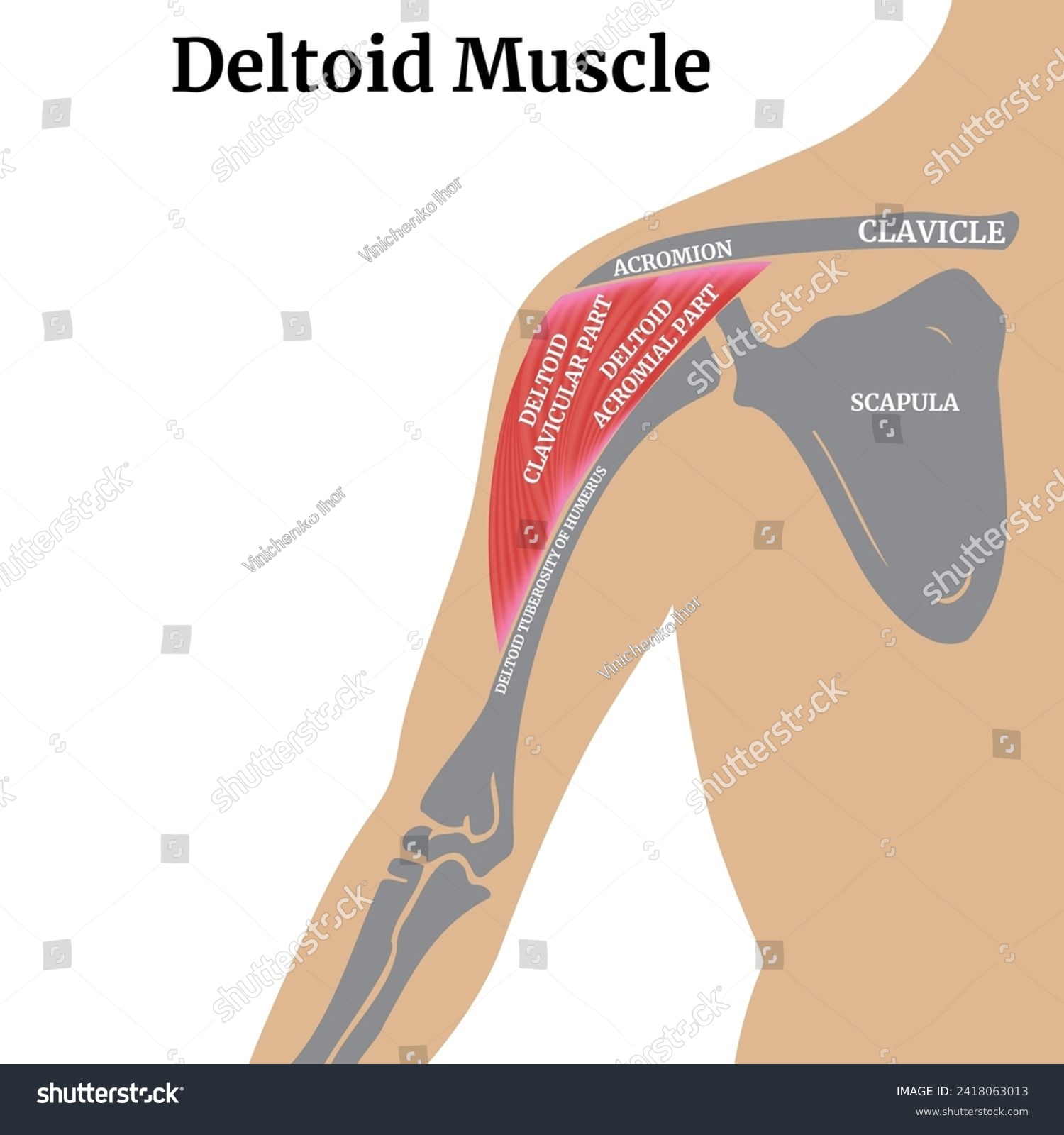 Anatomy of the bones of the arm and shoulder - Royalty Free Stock ...