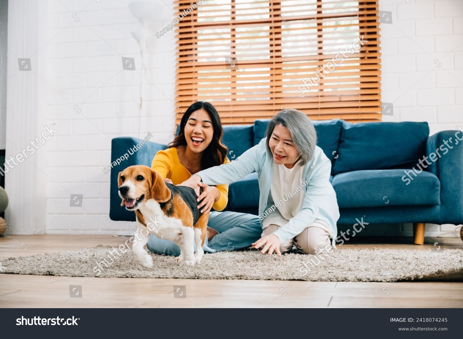 Weekend leisure activity at home, A woman and her mother share glad moments with their Beagle dog, running together in the living room. Their friendship is heartwarming. pet love #2418074245