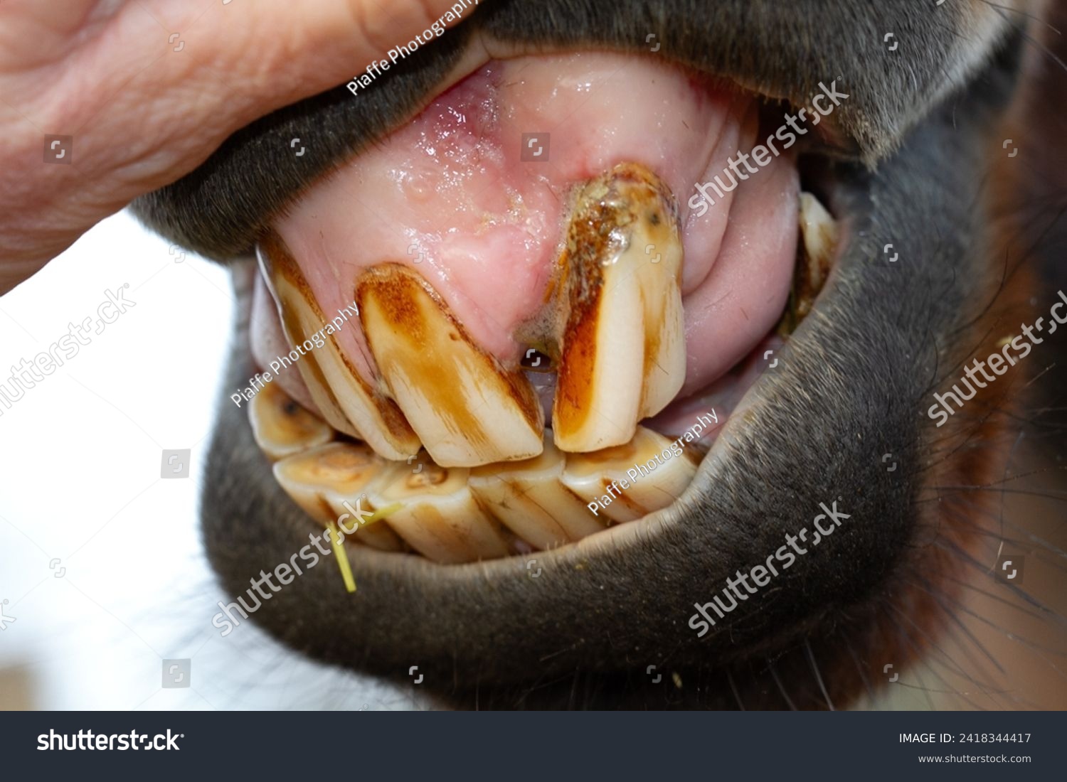 Horses teeth. Horse dental disease EOTRH. Rotting teeth. Swollen, inflamed gums. Equine teeth. Inside horses mouth. Equestrian  #2418344417