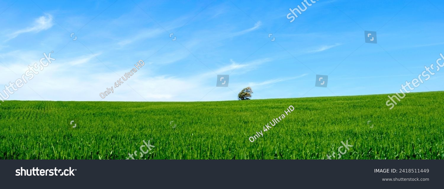 Lone Tree in the Middle of Green Wheat Field - 4K Ultra HD Image of Serene Countryside #2418511449
