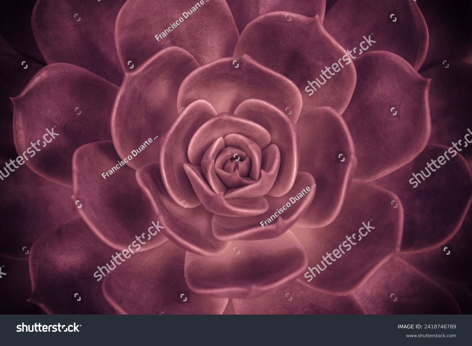 Succulent Rock Rose plant close up, top view. Pink colored Echeveria elegans, Mexican snowball, rose. Floral background. Flowering. Rosette. echeveria texensis rosea #2418746789