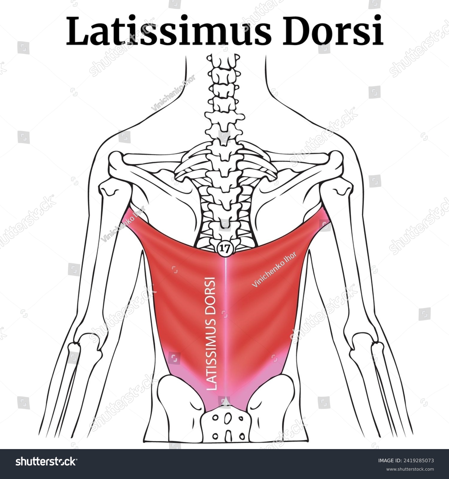 Human anatomy, torso. Latissimus dorsi muscle. - Royalty Free Stock ...