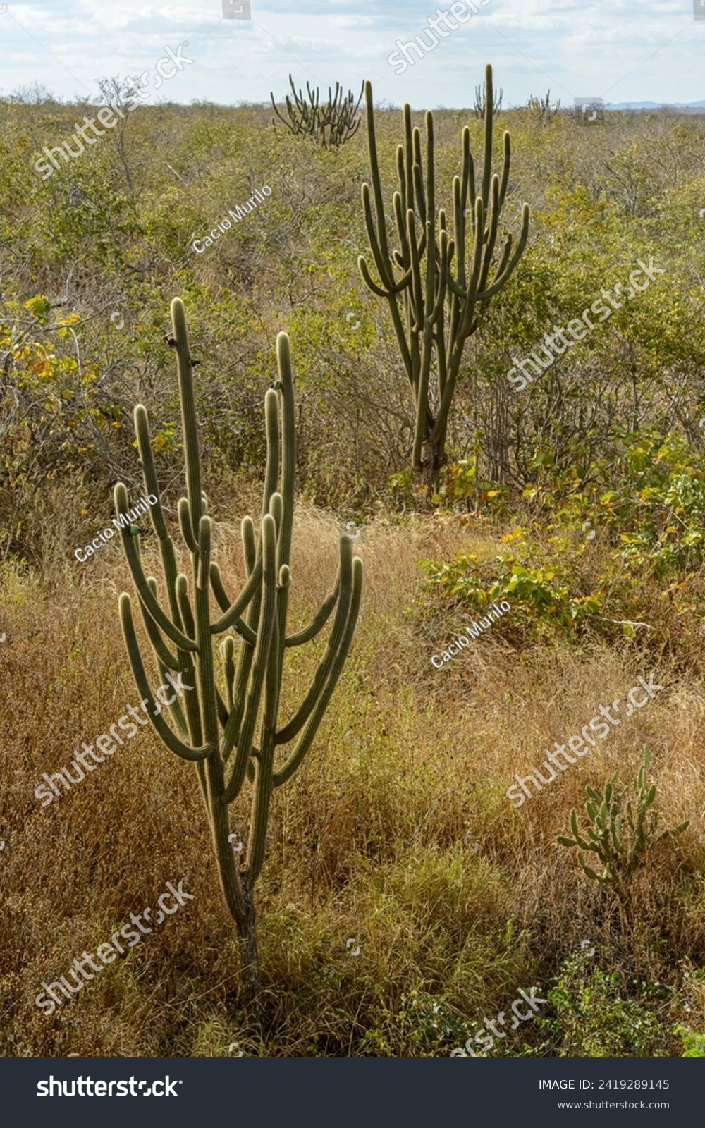 Brazilian biome Caatinga, typical vegetation with xique-xique cactus in the State of Paraíba, Brazil. #2419289145