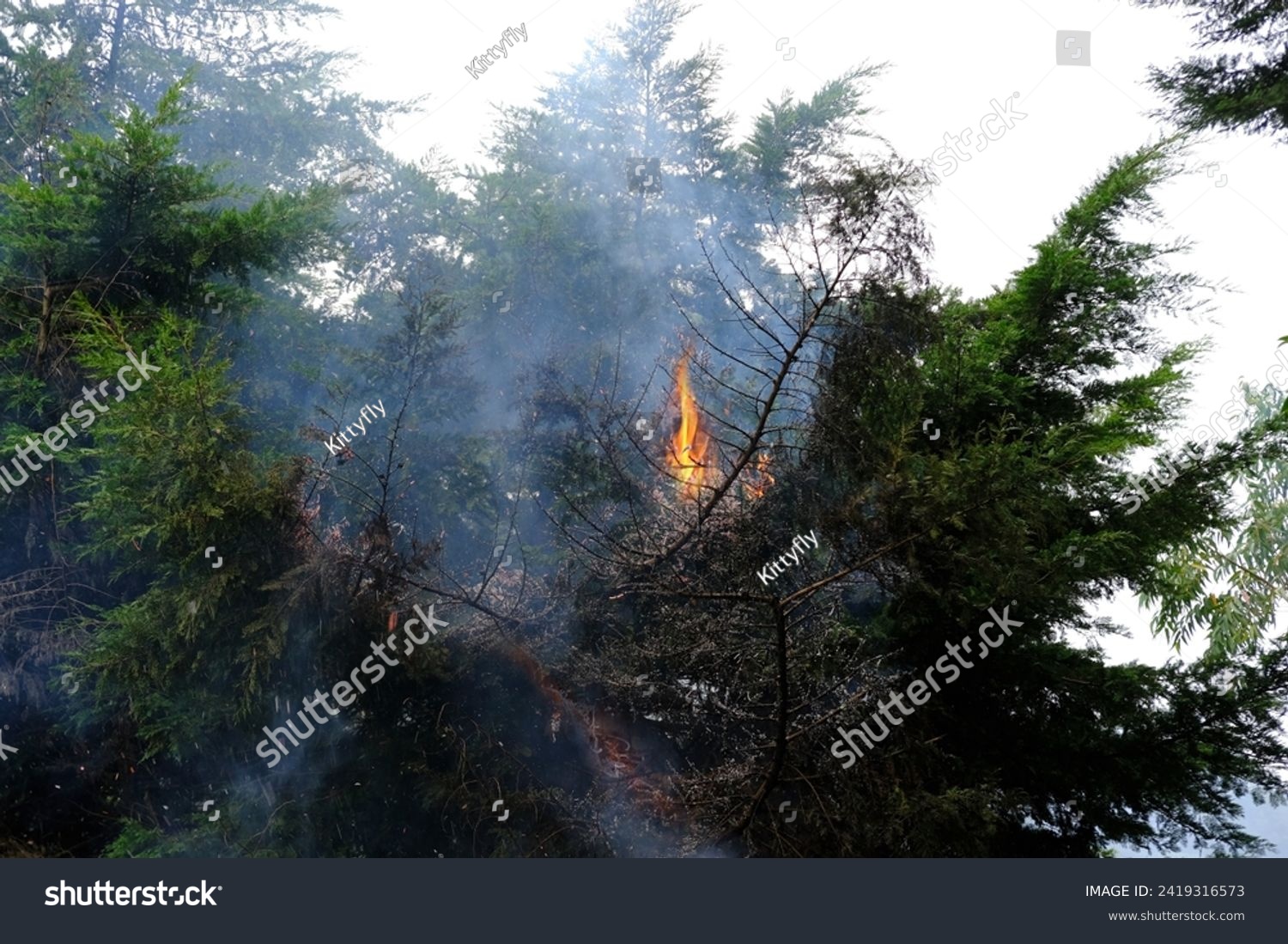 crown fire, green tree on flames, branches enveloping gray smoke, natural forest fire, rampant elements, danger setting fire to dry grass, harming nature, uncontrolled burning, spontaneous spread #2419316573