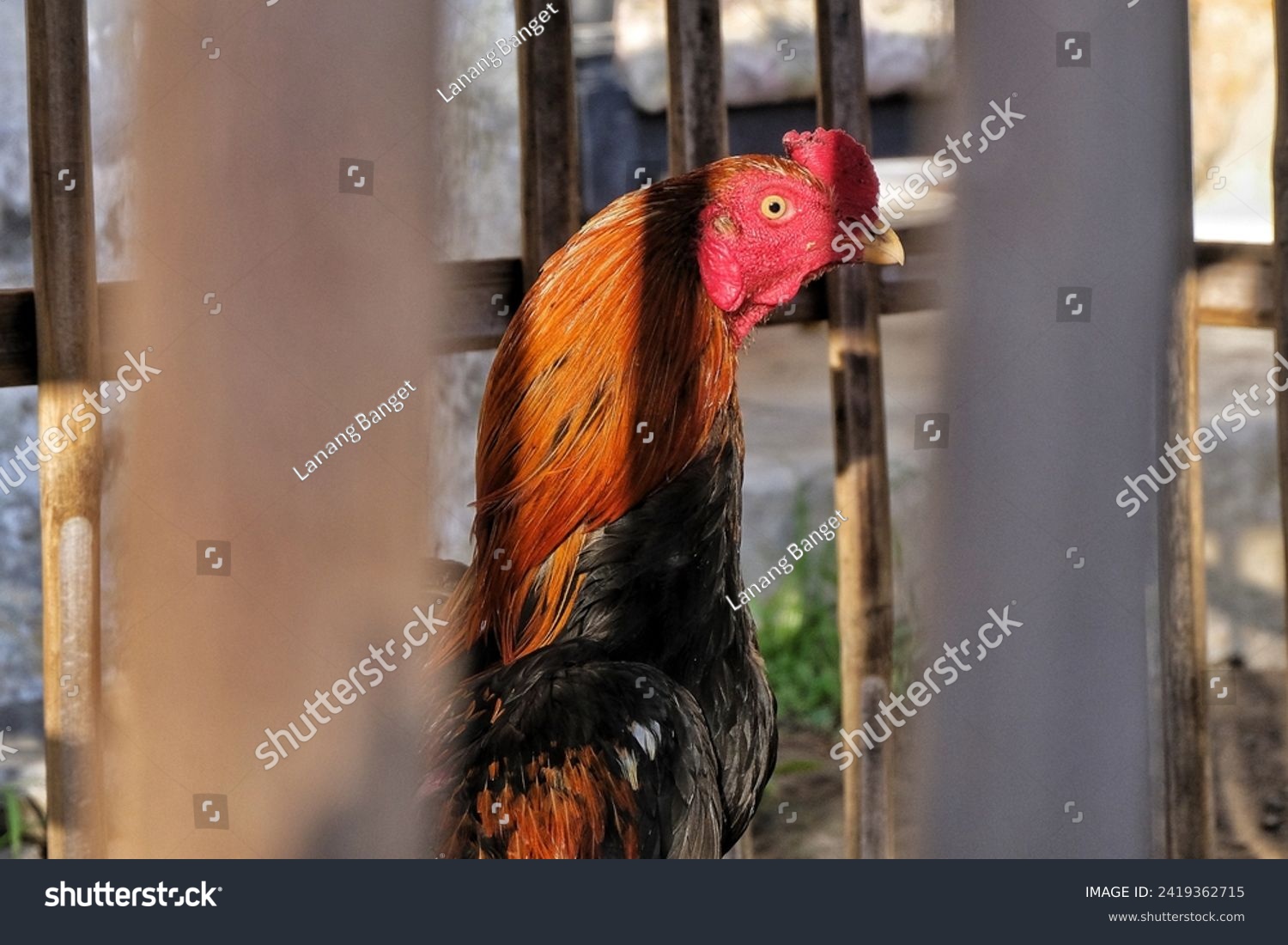 Magelang, 20 December 2023: A rooster is in a cage. #2419362715