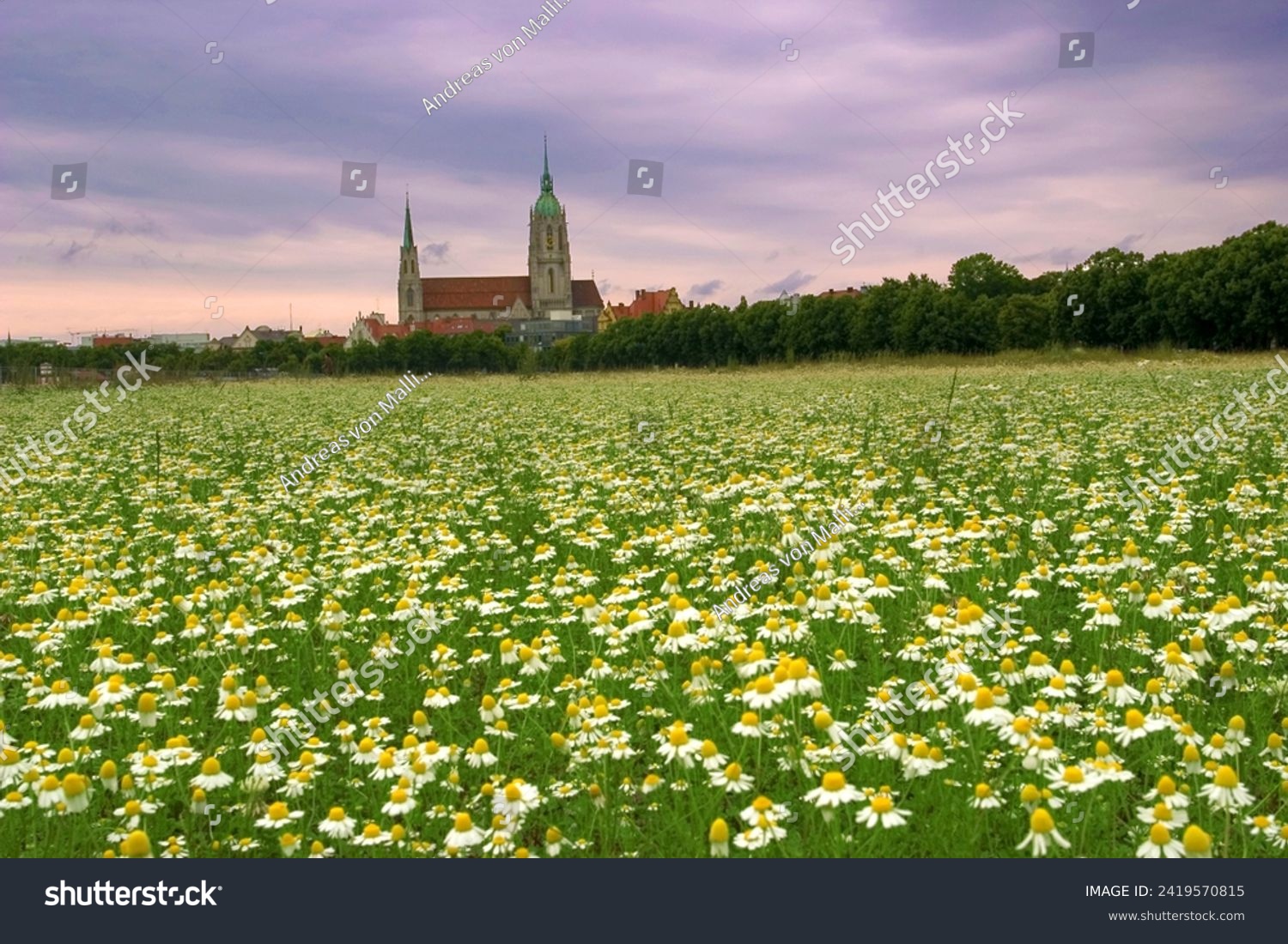 Theresienwiese in June which is exactly the place of the Oktoberfest, with Meadow of Real or German Chamomile  (Matricaria chamomilla), church St. Paul in background, Munich, Bavaria, Germany, Europe #2419570815