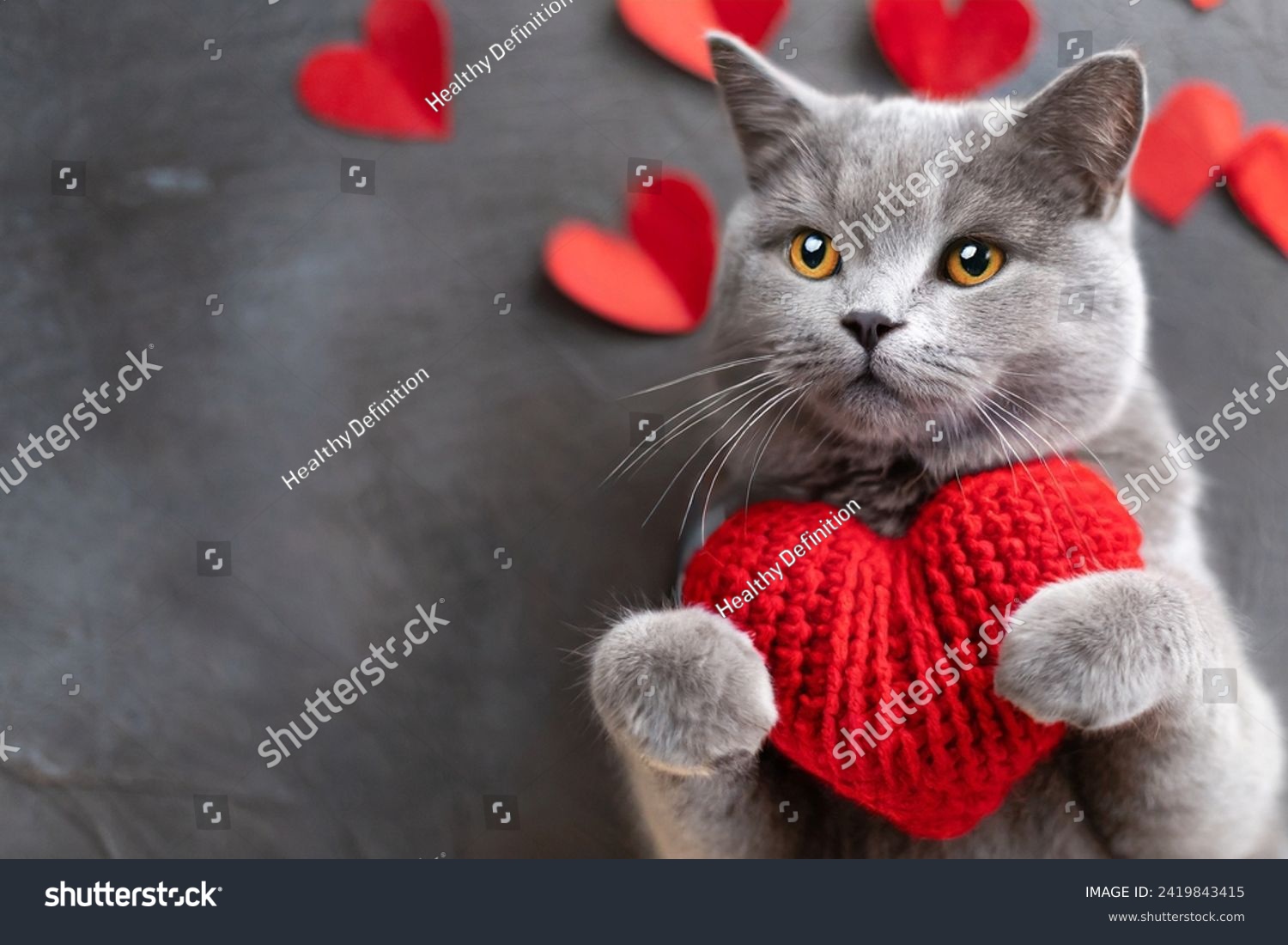 Red knitted heart in the paws of a cat. a gray and black fluffy cat for Valentine's Day or postcard. Textured background with a cat. copy space. valentine's day, lovers day, love concept #2419843415
