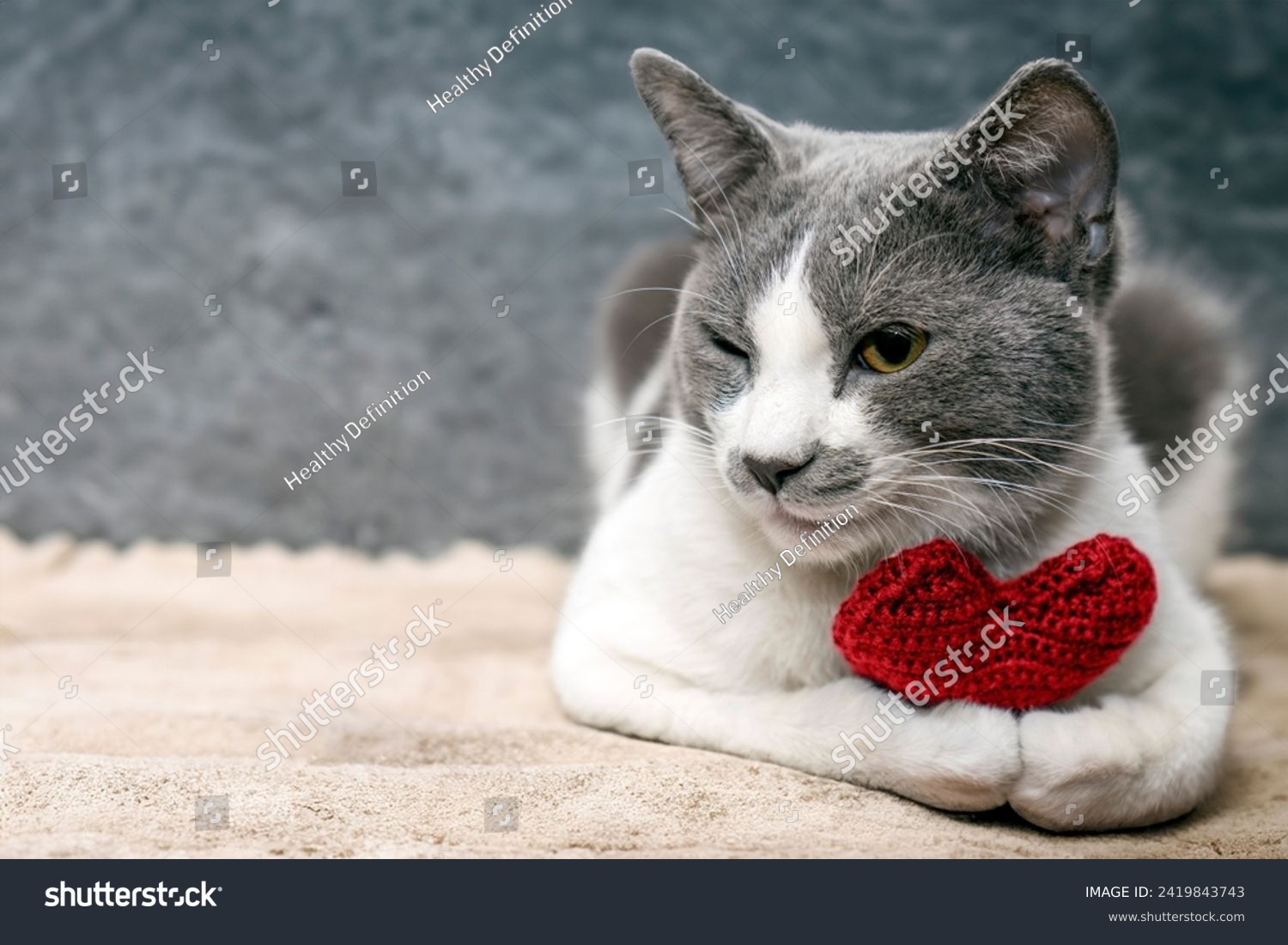 Red knitted heart in the paws of a cat. a gray and black fluffy cat for Valentine's Day or postcard. Textured background with a cat. copy space. valentine's day, lovers day, love concept #2419843743