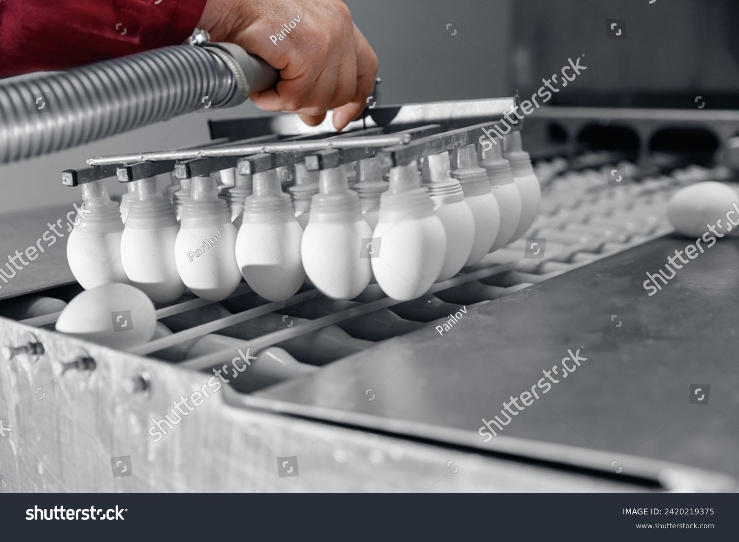 Worker transportation eggs with sucker vacuum pump for preparing dough on production line of bakery factory. #2420219375