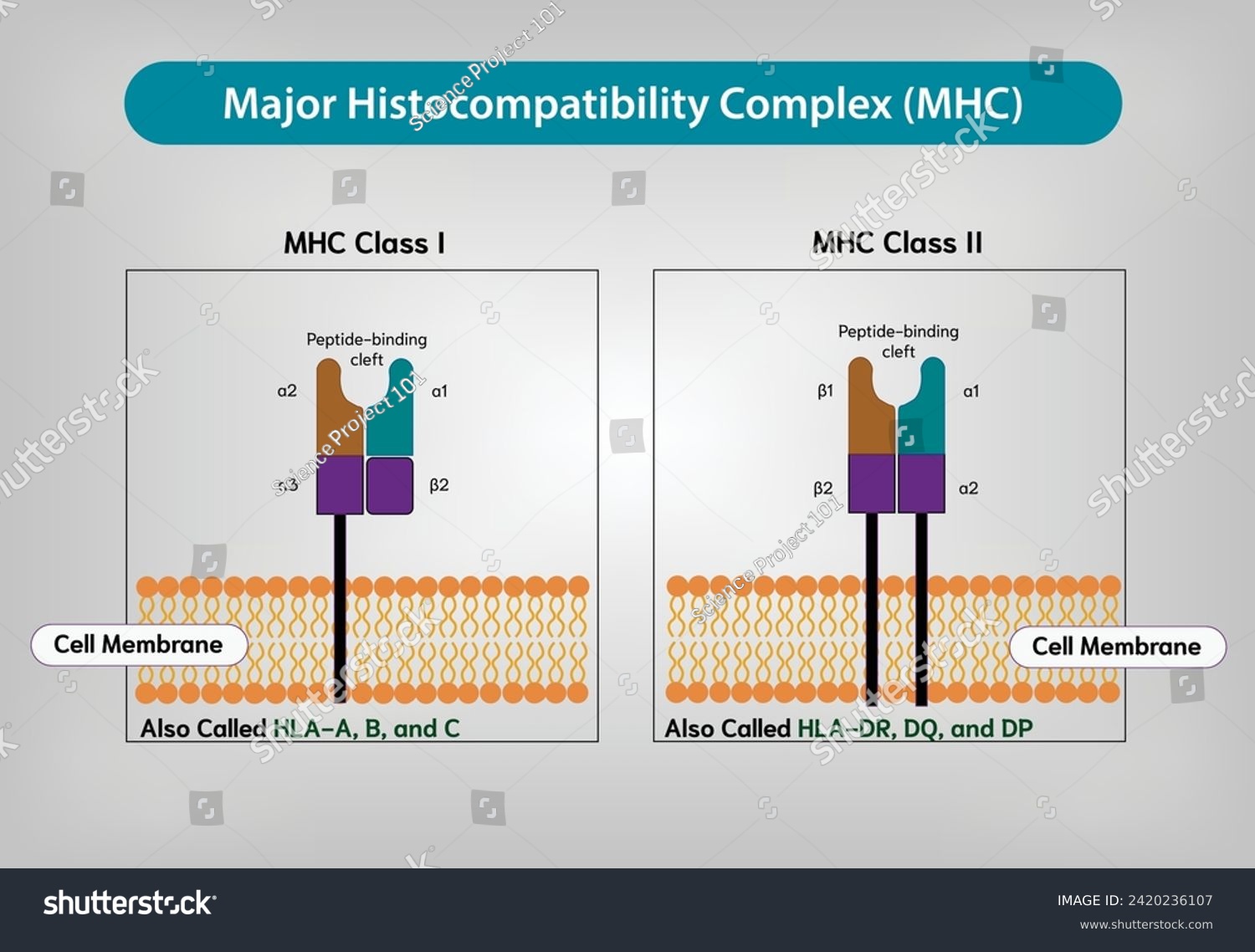 Major Histocompatibility Complex (MHC) - MHC - Royalty Free Stock ...