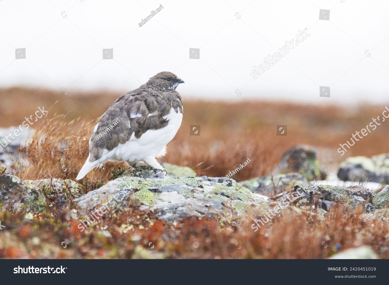 Rock ptarmigan resting on cold autumn day with fresh snow in the mountains of Urho Kekkonen National Park, Northern Finland #2420451019