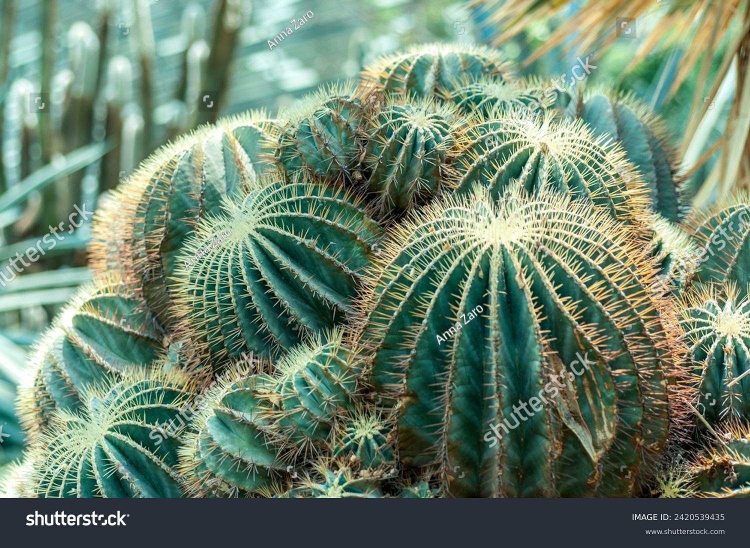 Close-up view of a cluster of cacti, capturing the intricate details and textures of these desert plants. Perfect for illustrating the beauty of succulents and arid landscapes. #2420539435