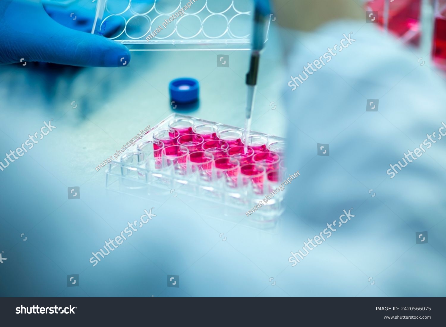cell culture in the well plate, bioengineering laboratory #2420566075