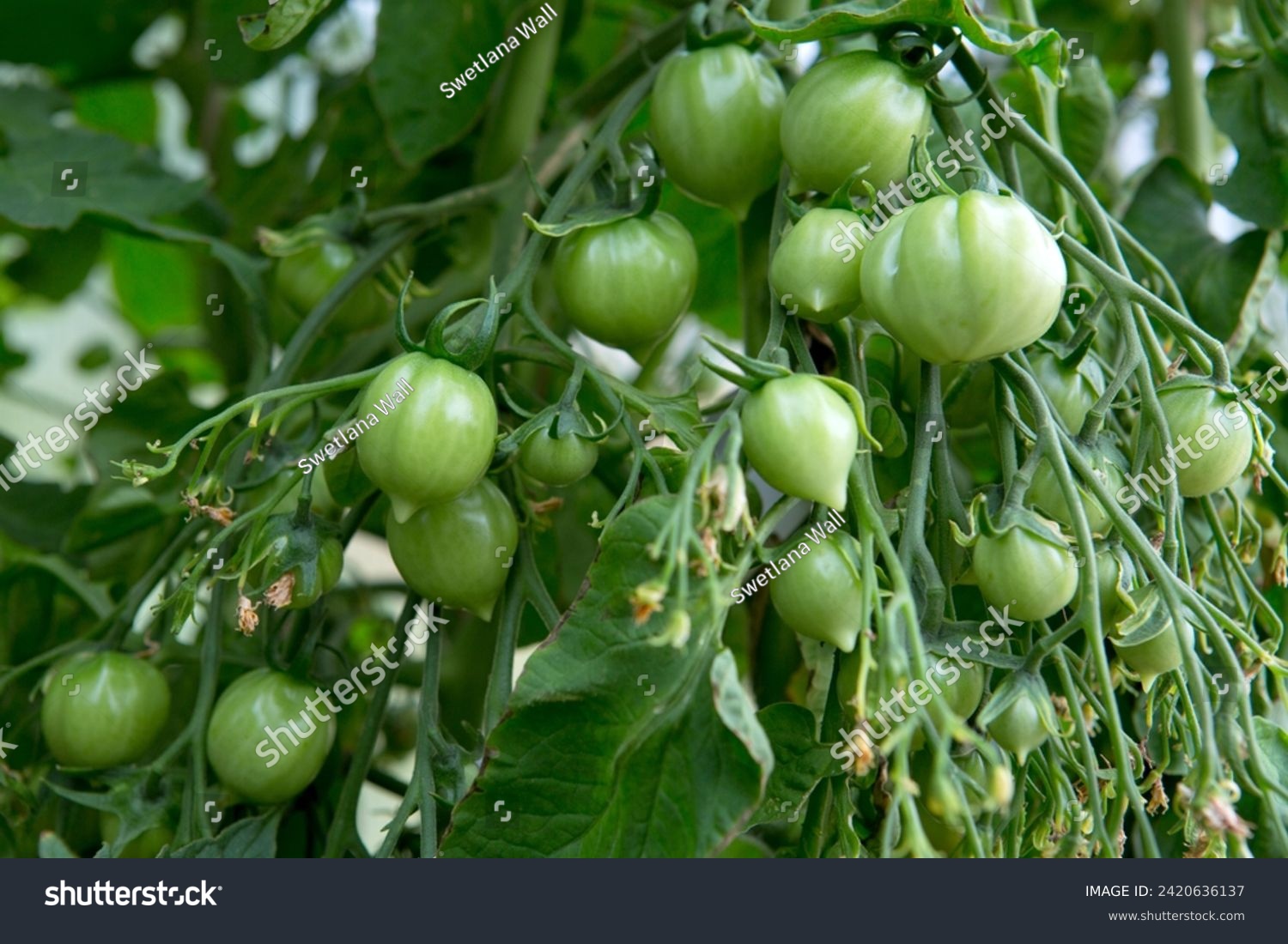 Fresh green tomatoes and some that are not ripe yet hanging on the vine of a tomato plant in the garden. #2420636137