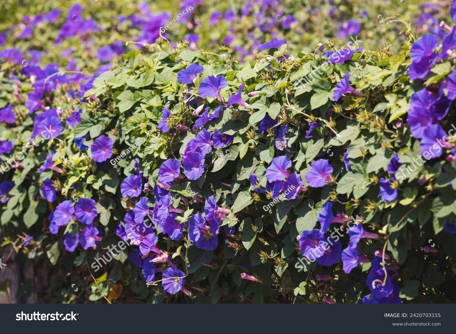 Selective focus of purple blue flower with green leaves as background, Ipomoea is a genus in the flowering plant family Convolvulaceae, Common names morning glory, water convolvulus or kangkung. #2420703155