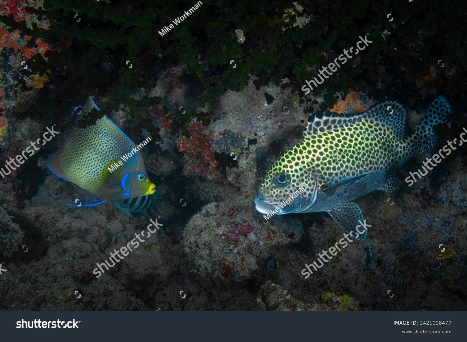 Semi circle anglefish swimming above coral reef (Pomacanthus semicirculatus) #2421098477