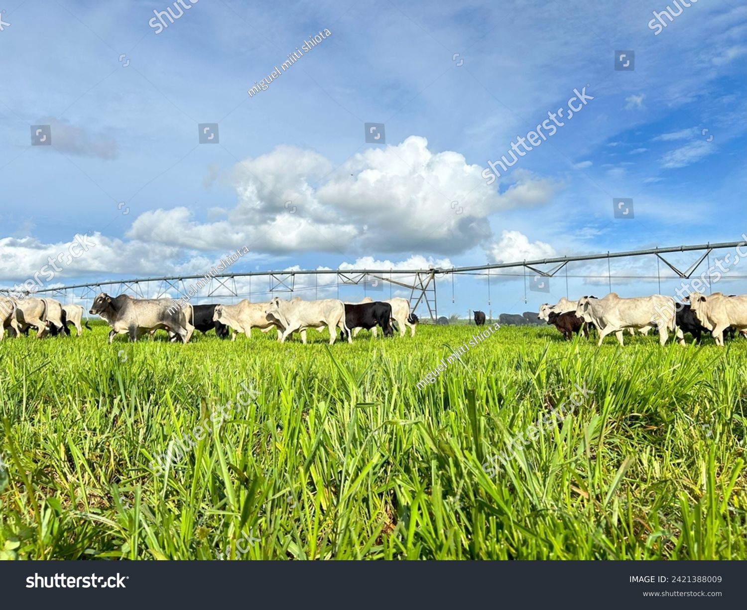 Beautifull irrigated grass field of nellore intensive beef cattle on tropical climate. High intensive grass project on Brazil under irrigation system #2421388009