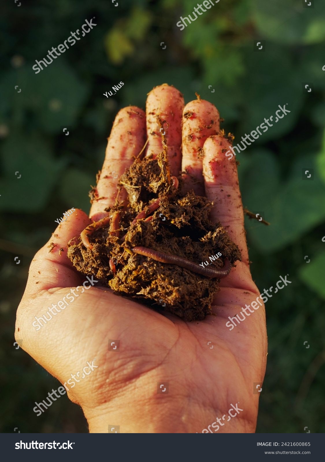 Earthworms in cow dung on a man's hand #2421600865