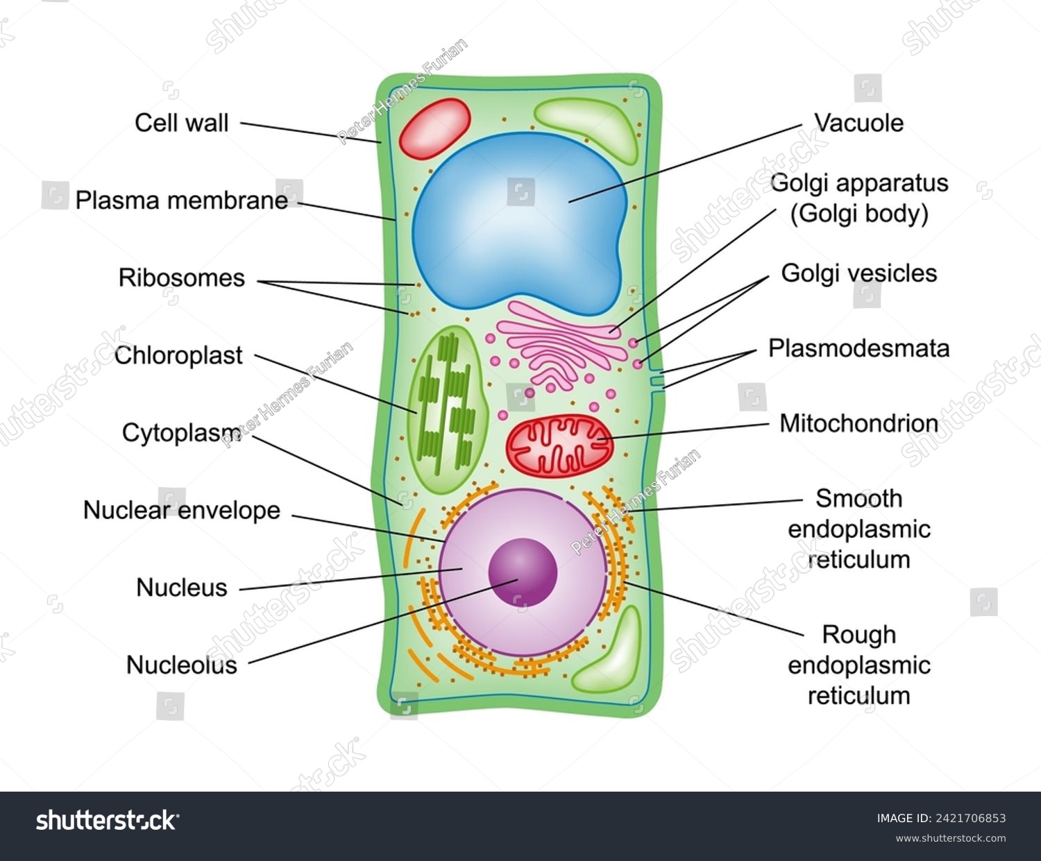 Plant Cell Structure, Cross Section, With Legend - Royalty Free Stock 