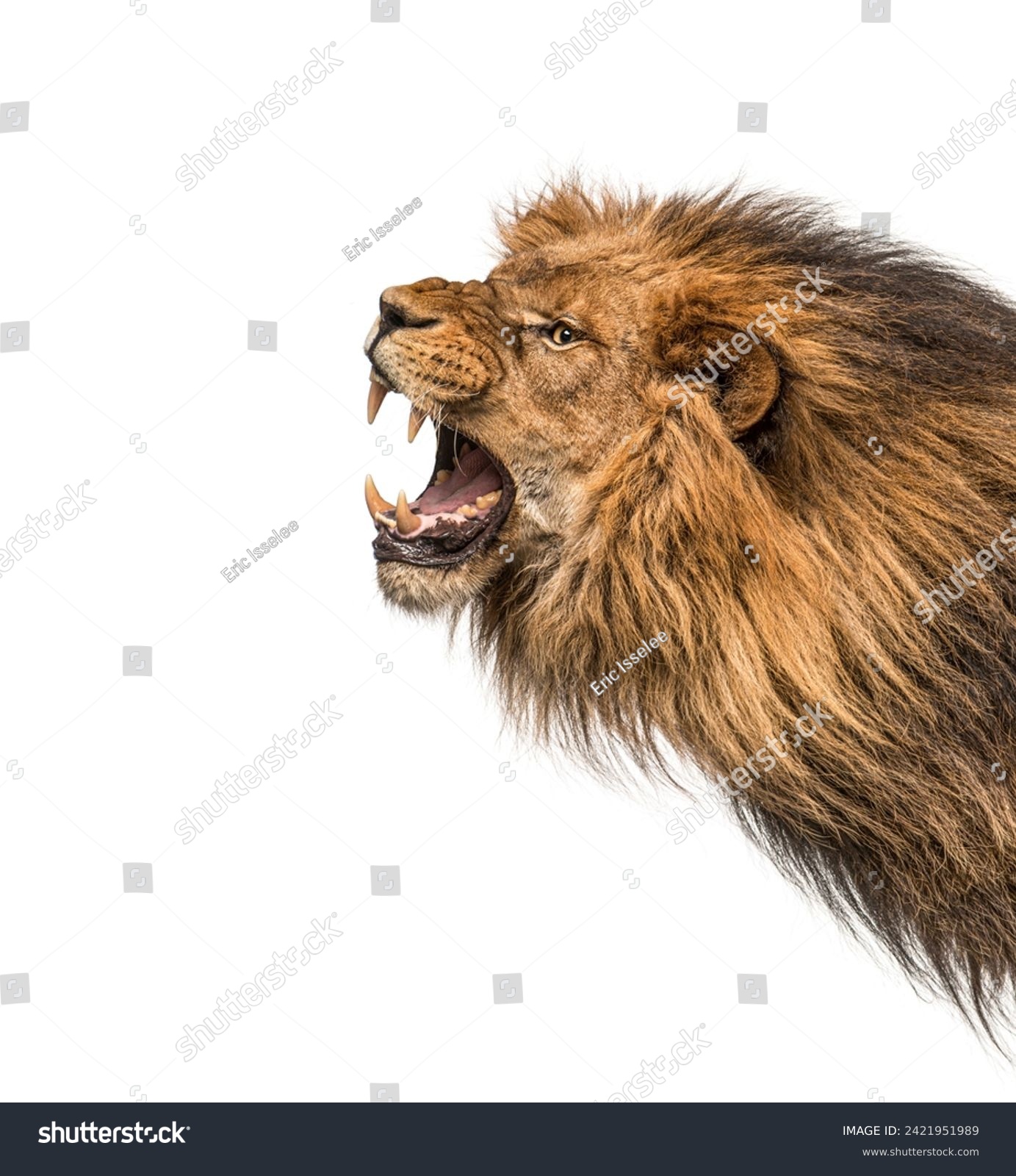 Head shot of a furious Lion roaring, Panthera Leo, isolated on white. Remastered version #2421951989