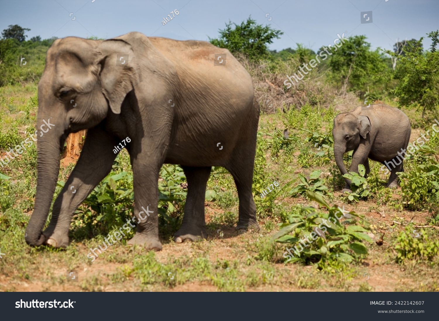 Asian elephant, slon, Elephas maximus, sri lanka #2422142607
