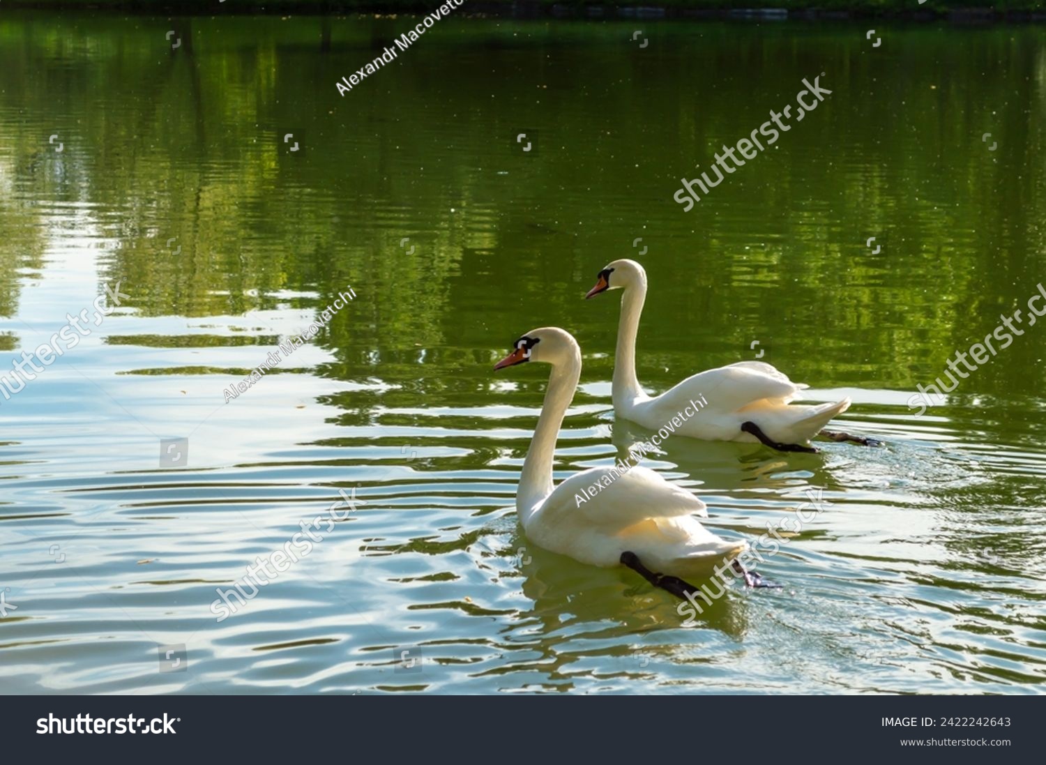 Two beautiful swans float on the water surface #2422242643