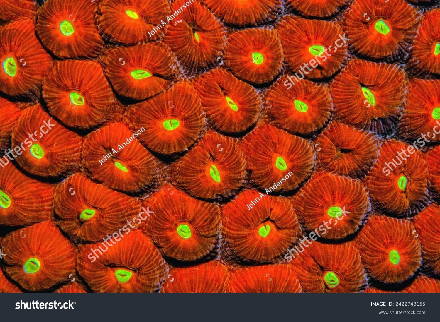 Astreopora is a genus of stony corals in the Acroporidae family. Members of the genus are commonly known as star corals #2422748155