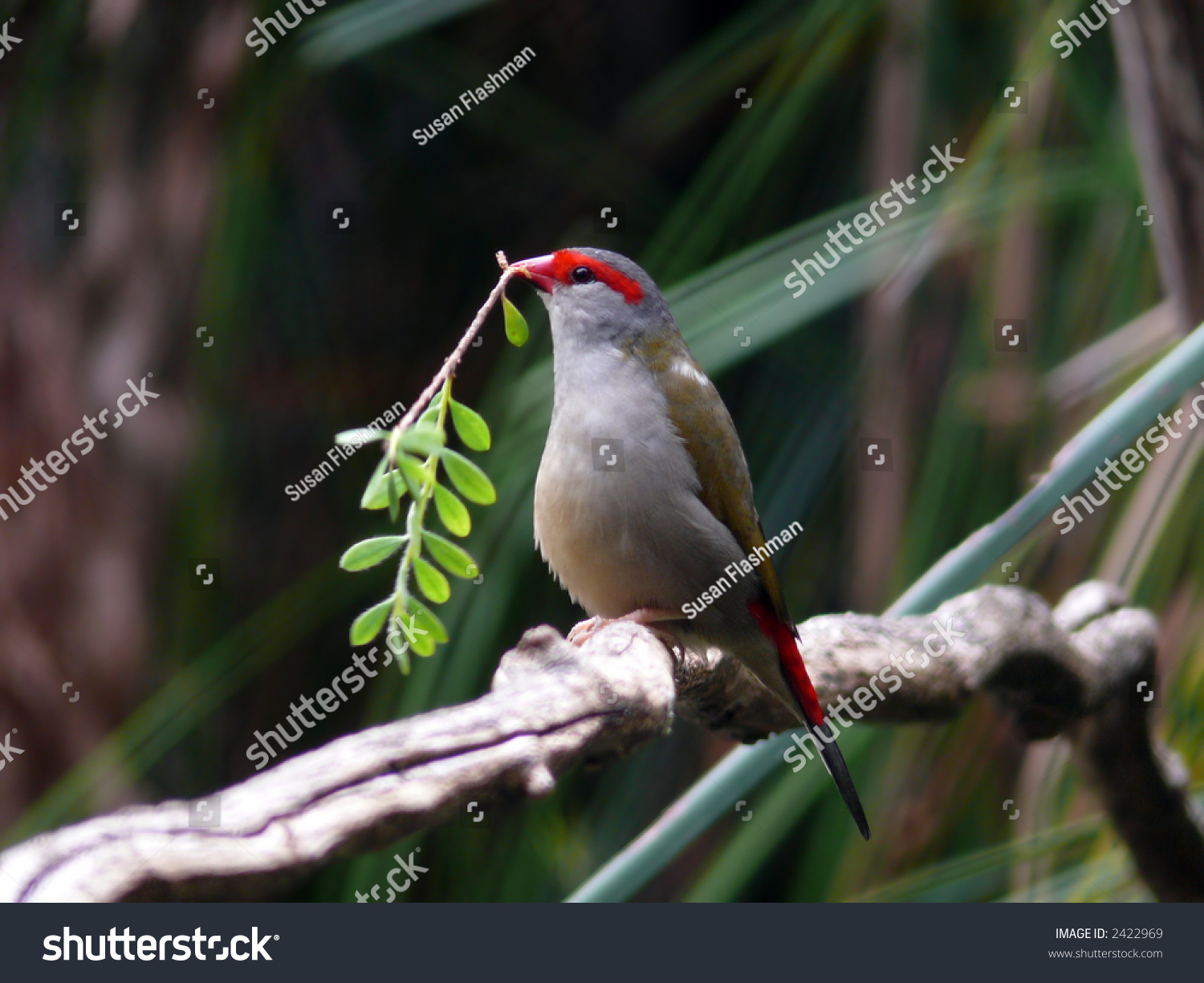 red browed finch #2422969