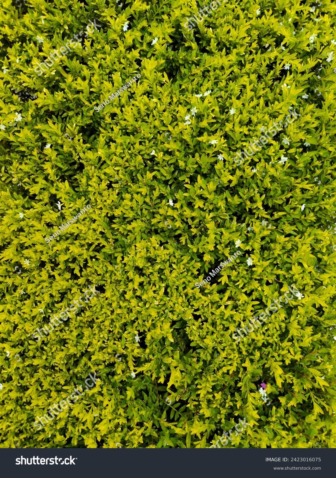 Cuphea hyssopifolia, the false heather, Mexican heather, Hawaiian heather or elfin herb, is a small evergreen shrub #2423016075