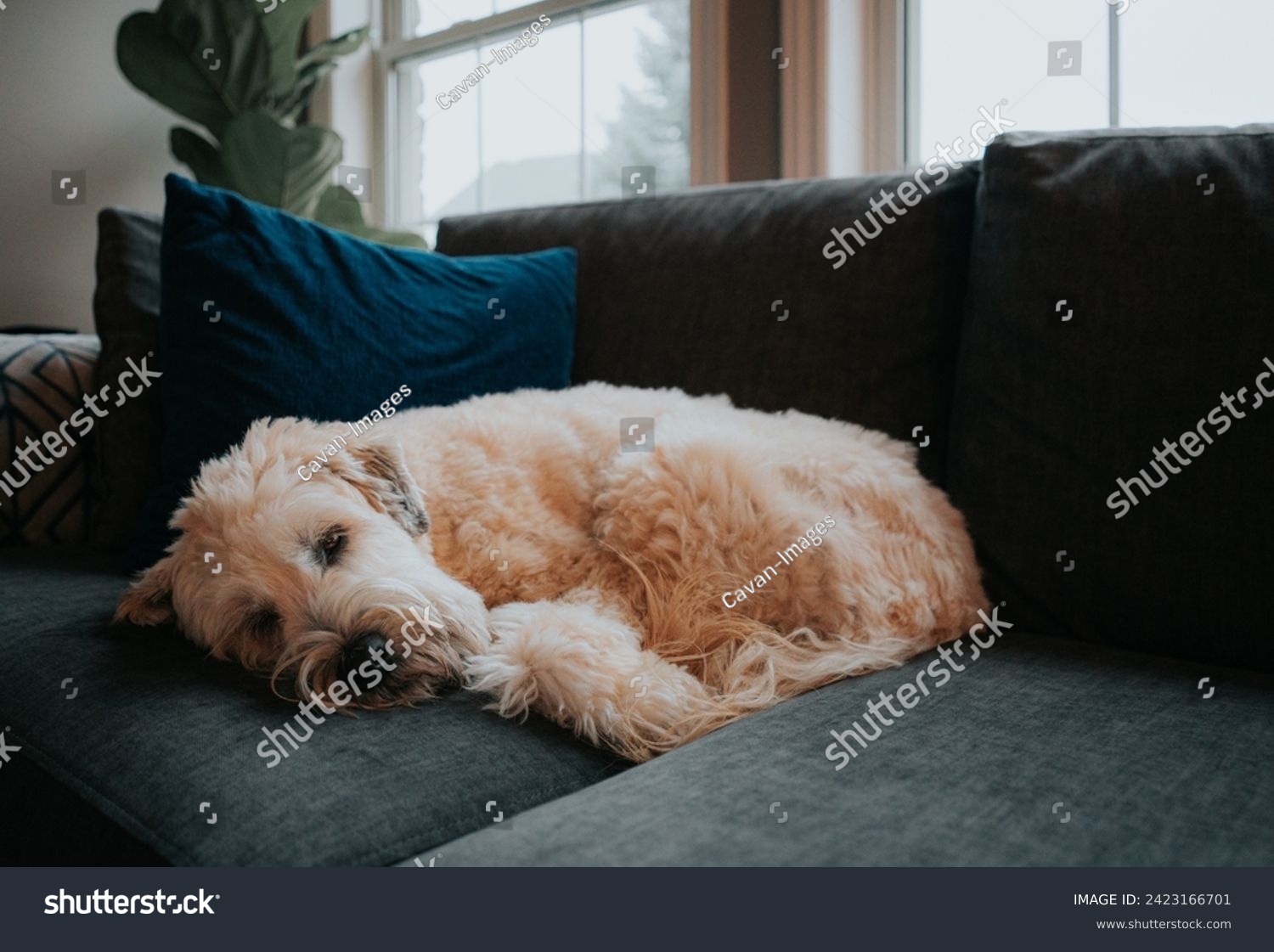 Cute fluffy dog curled up sleeping on gray sofa in a home. #2423166701