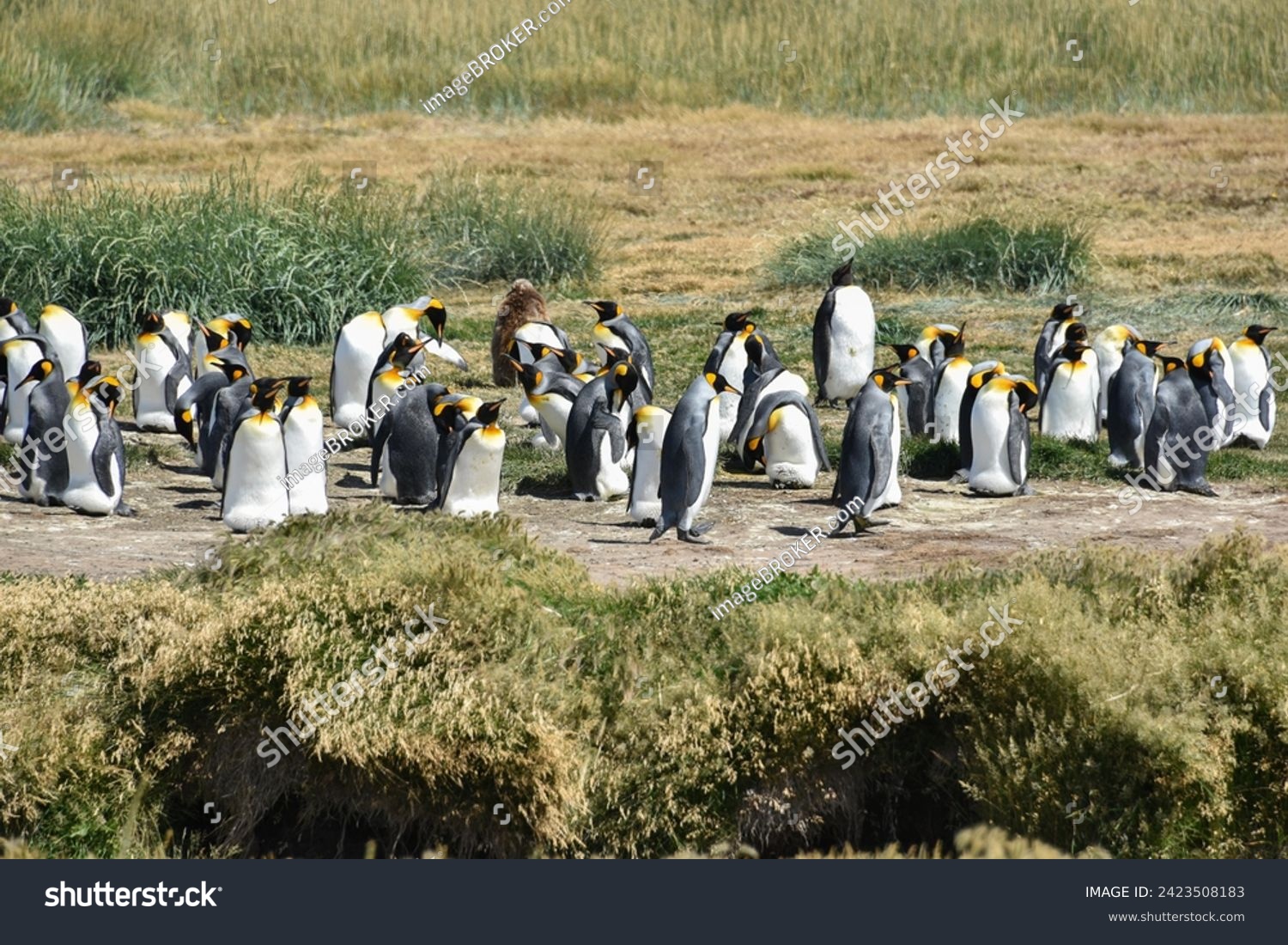 King penguins (Aptenodytes patagonicus), colony at Bahia Inutil, Parque Pingüino Rey, Porvenir, Province Tierra del Fuego, Tierra del Fuego, Chile #2423508183