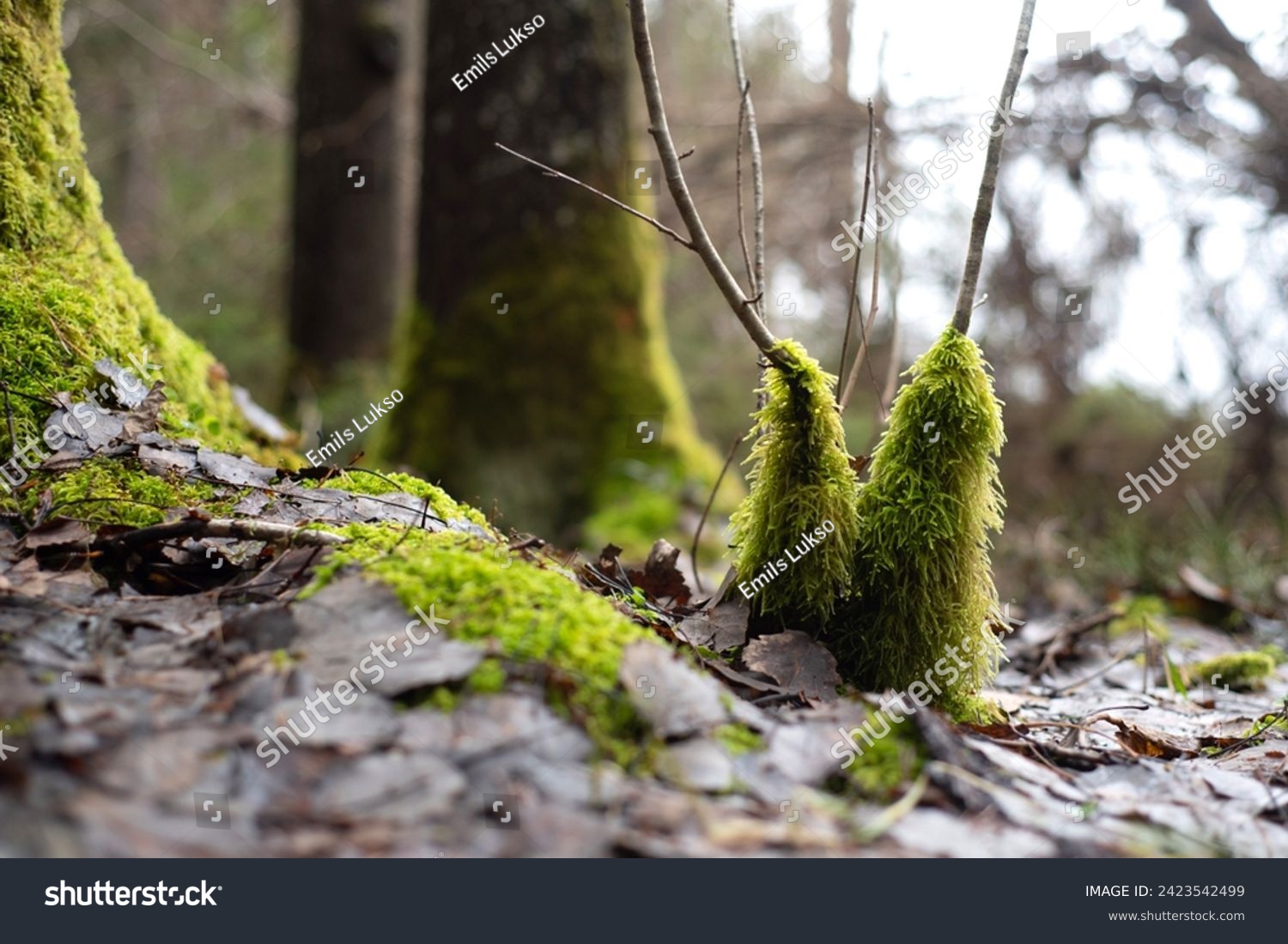 Green moss in the forest. Stock Photo. Moss overgrown forrest in spring time. Swampy picture with old tree trunks overgrown with green moss, swampy forest landscape. #2423542499
