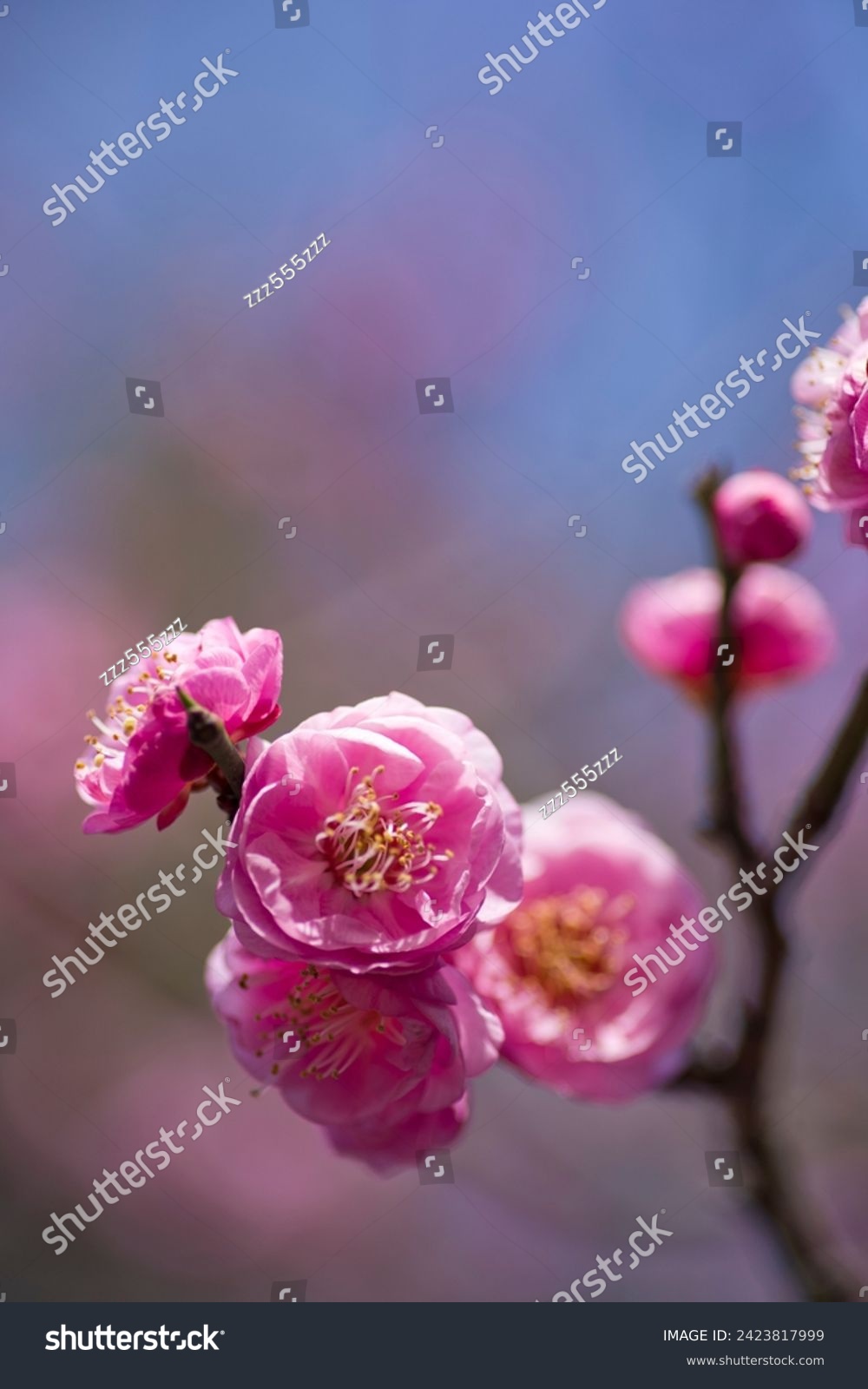 Pink plum blossoms are blooming under the blue sky.
Scientific name is Prunus mume.English name is Japanese apricot. #2423817999