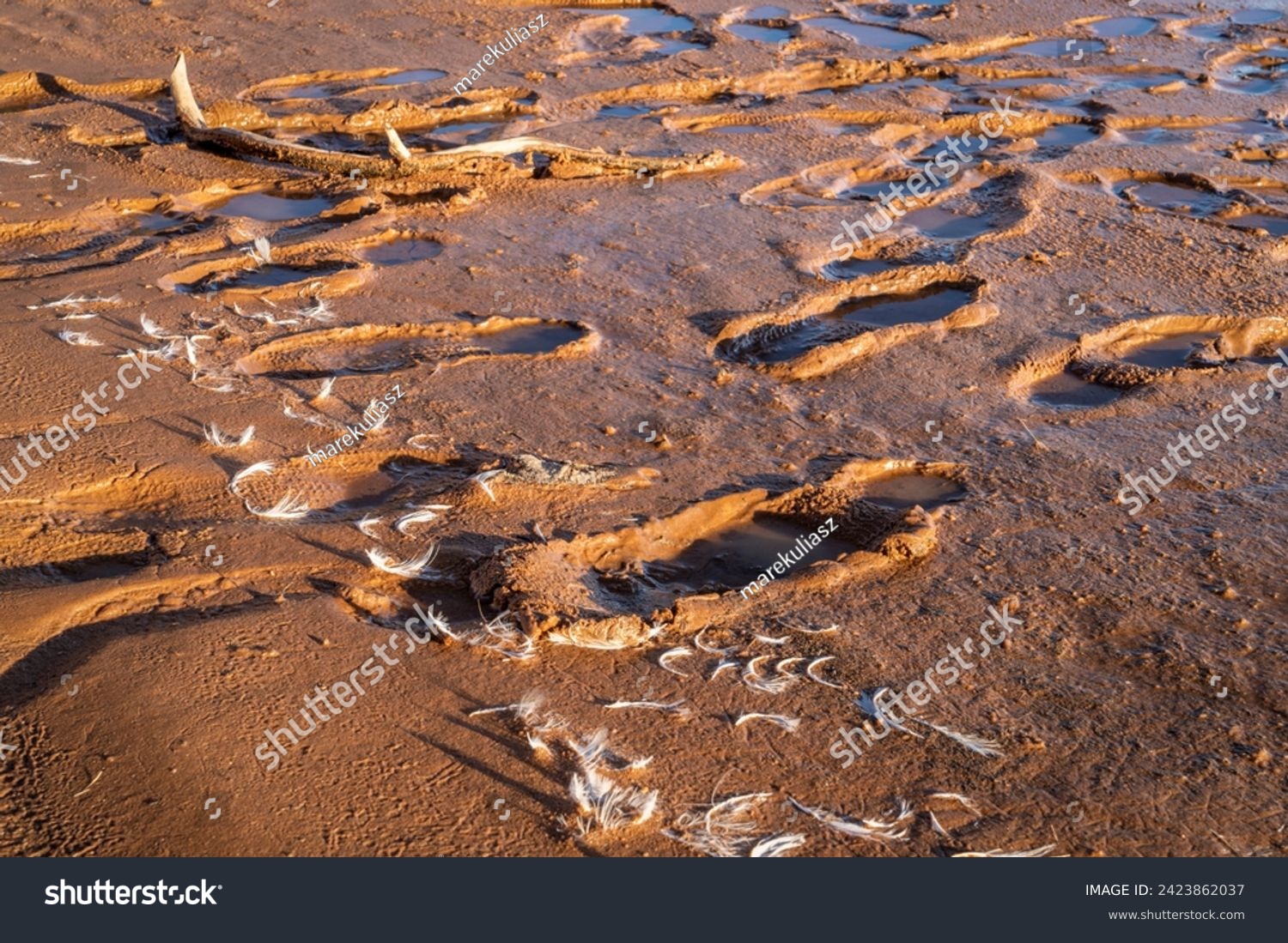 footprints and bird feather on a muddy lake shore #2423862037