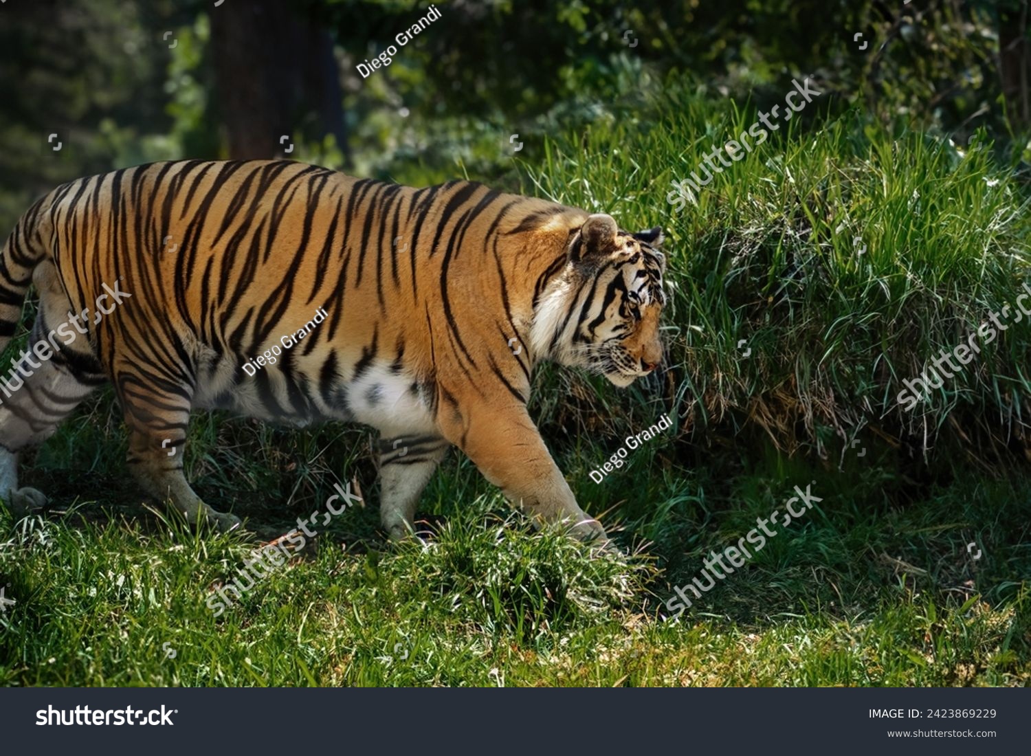 Bengal Tiger (Panthera tigris tigris) #2423869229