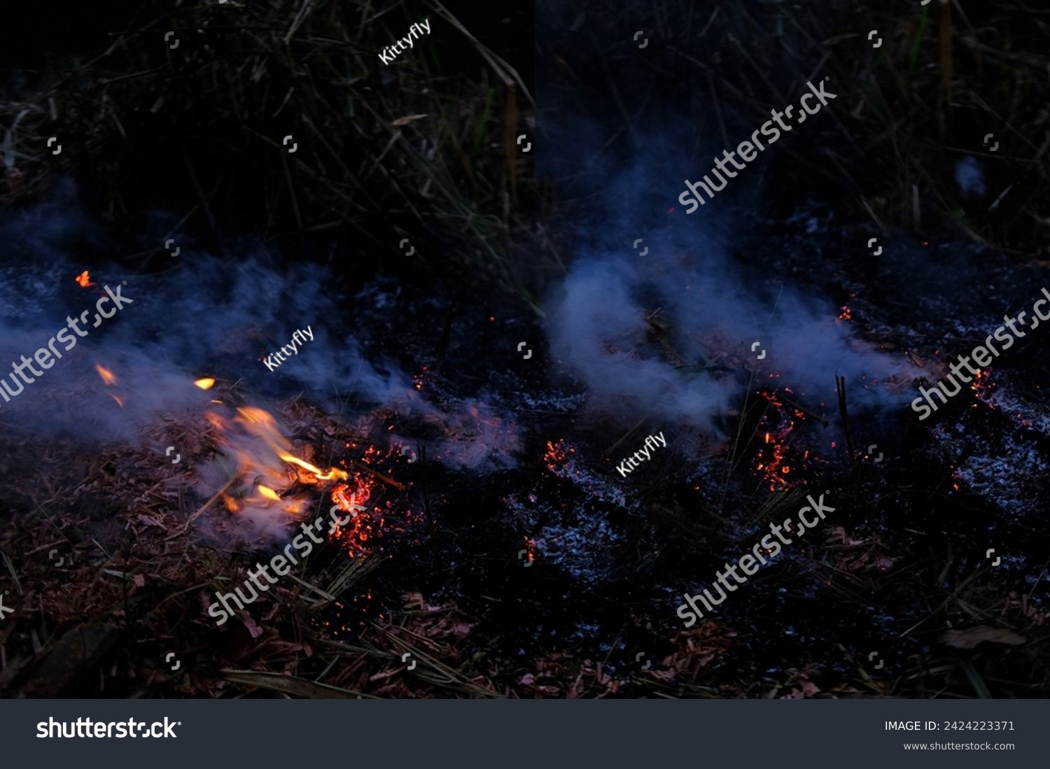 burning conflagration, burning ash, charred dry grass in forest, acrid gray smoke, wildfire, rural fire unplanned, uncontrolled and unpredictable fire in area combustible vegetation, harming nature #2424223371
