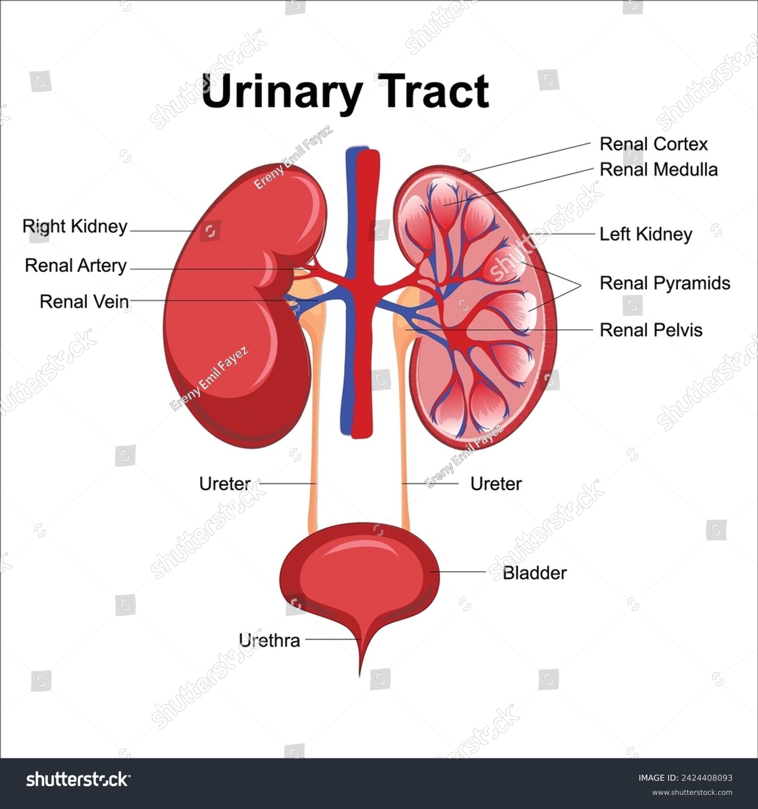 urinary system kidney anatomy labelled - Royalty Free Stock Vector ...