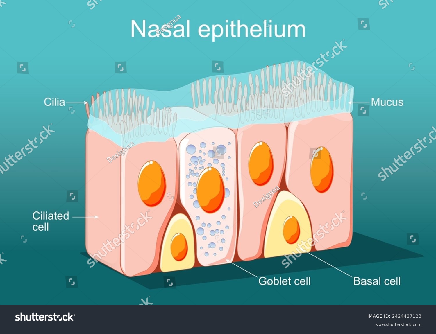 Nasal epithelium. Ciliated columnar epithelium. - Royalty Free Stock ...