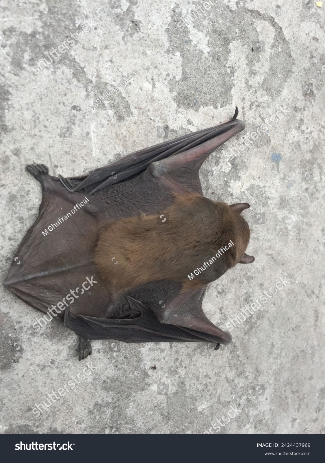 A close up of the small bat. Isolated working path Bats that fell on the street The bat lies on the asphalt. A mouse with black wings fell to the ground  off white background  #2424437969