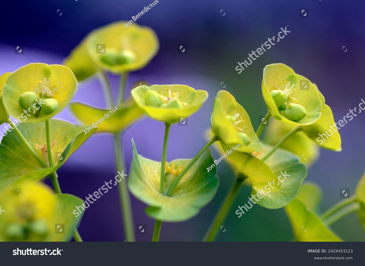 Detail of euphorbia flowers (Euphorbia sp) #2424453123