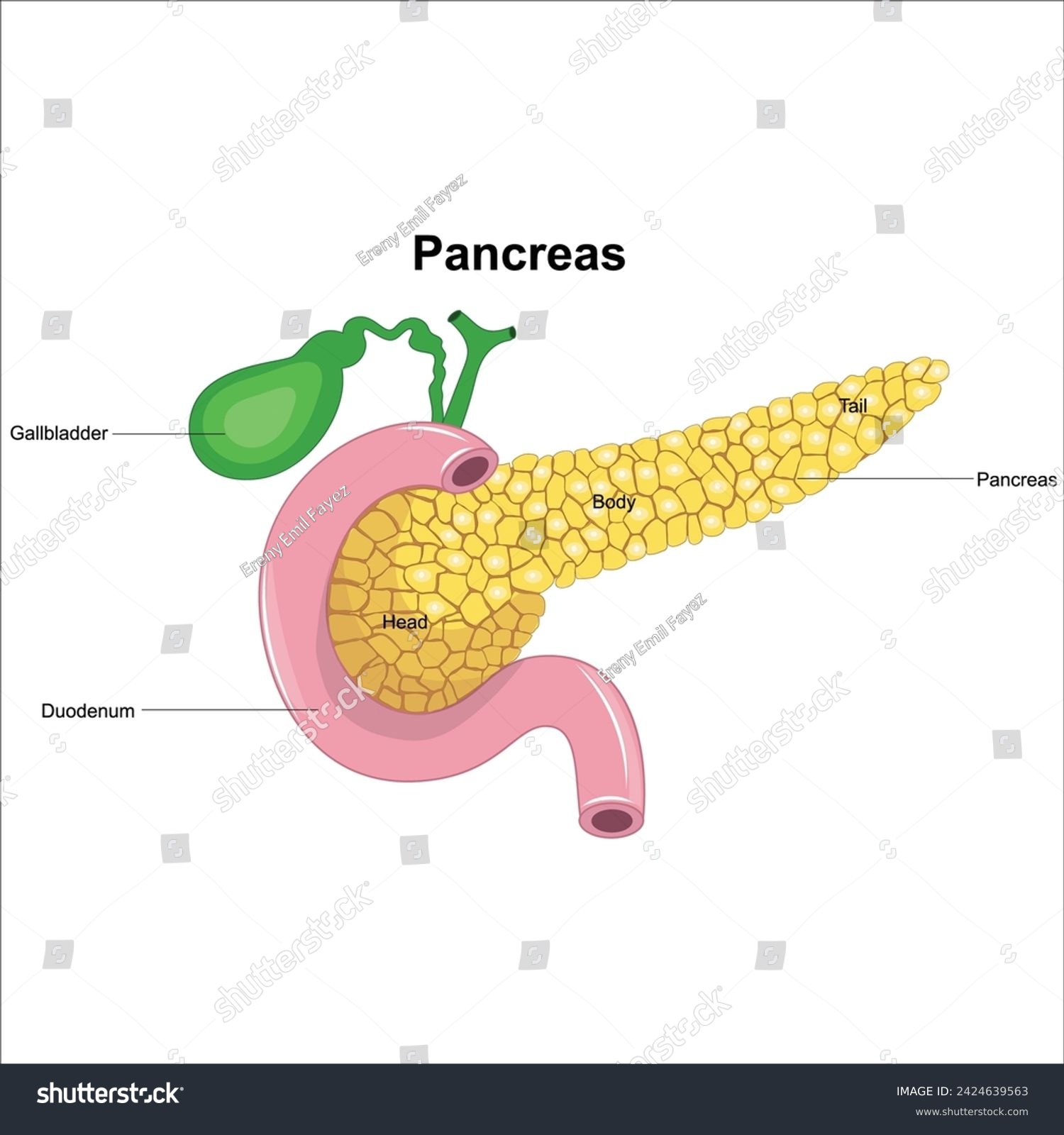 pancreas anatomy gallbladder illustration vector - Royalty Free Stock ...