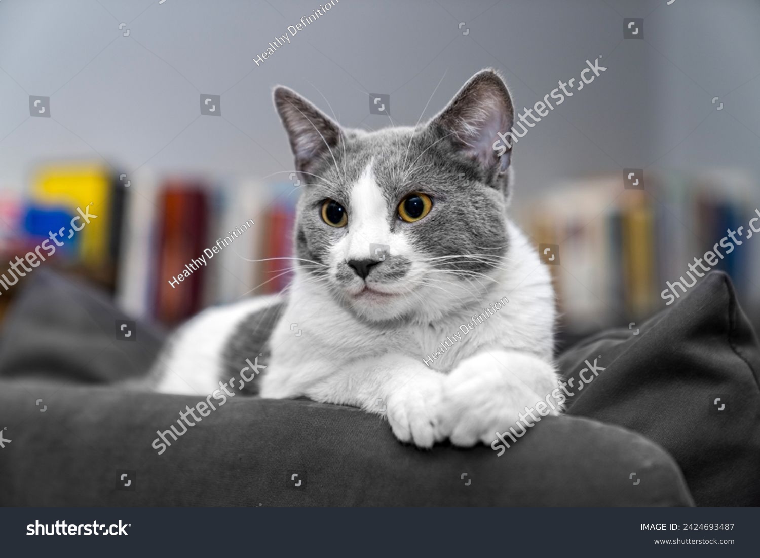 grey and white cat portrait. Muzzle of a gray fluffy cat close-up lying on the couch or sofa or bed. grey background. big eyes. copy space. pet ownership, pet friendship concept. Pet portrait. #2424693487