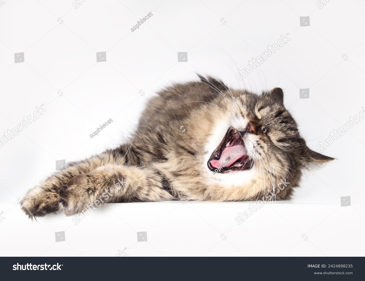 Toothless cat yawing with mouth wide open while lying on floor. Pet dental health concept. Super senior or geriatric cat in good health.18 years old female tabby cat. Selective focus. Gray background. #2424898235