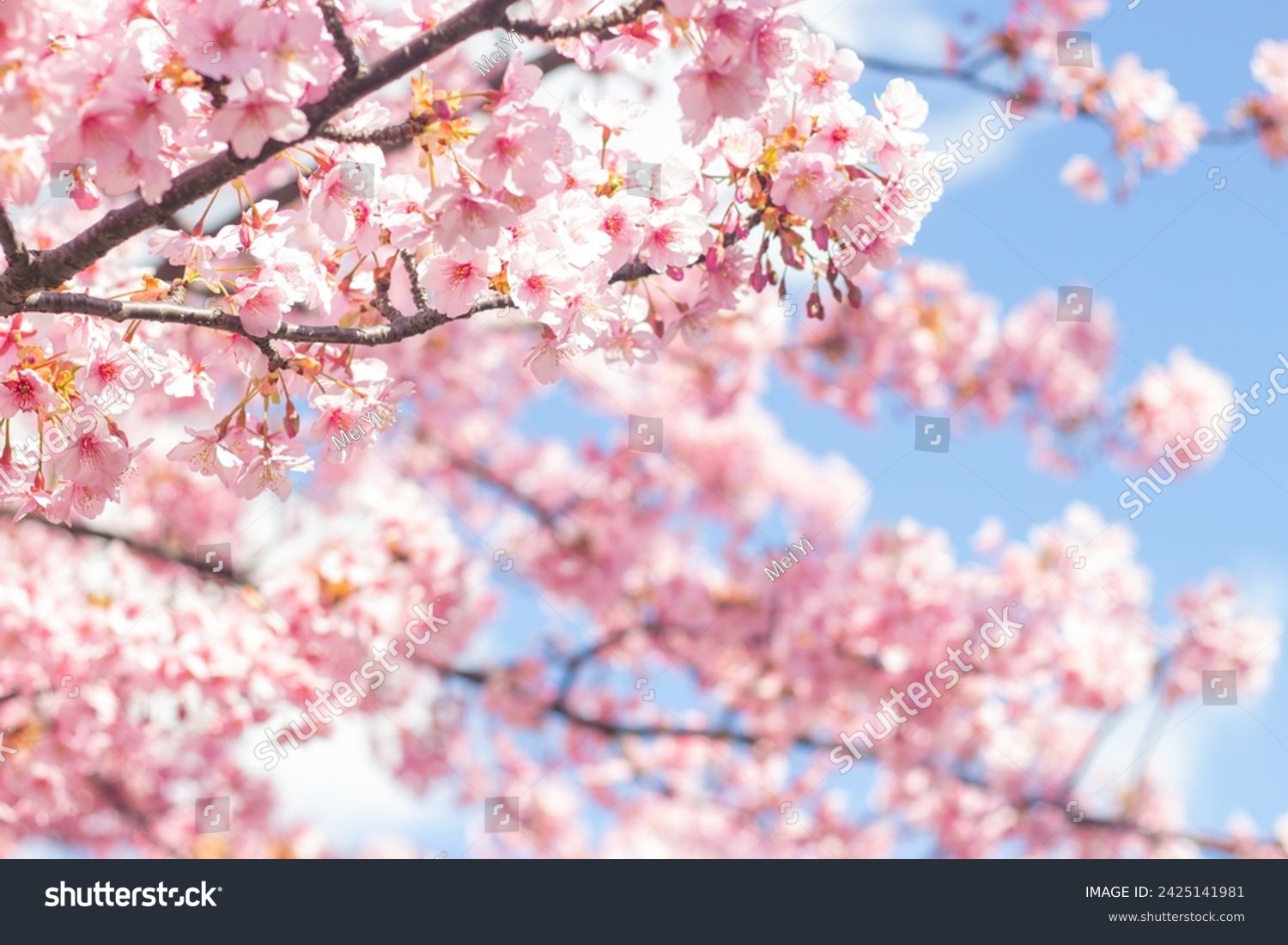 Beautiful and cute pink Kawazu Zakura (cherry blossom) against blue sky, wallpaper background. Tokyo, Japan #2425141981